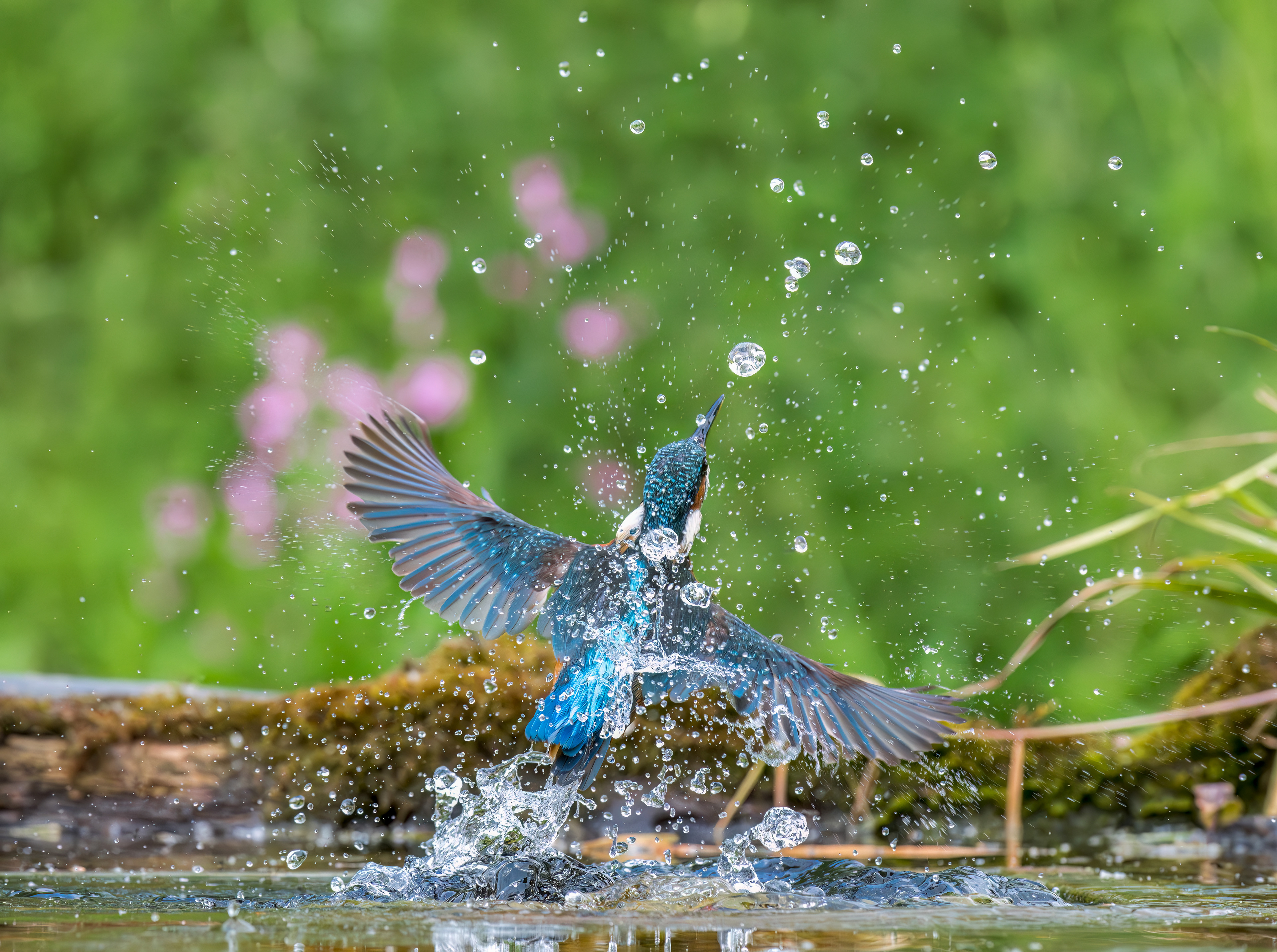 Common Kingfisher
