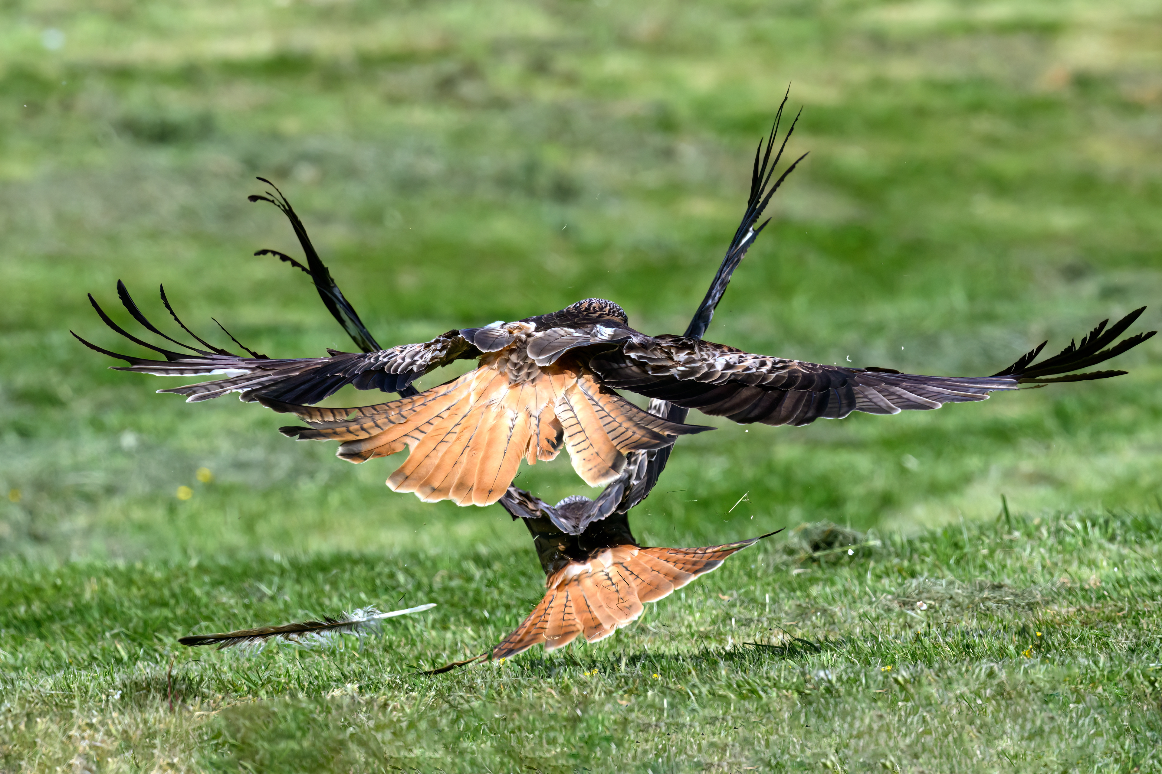 Red Kite