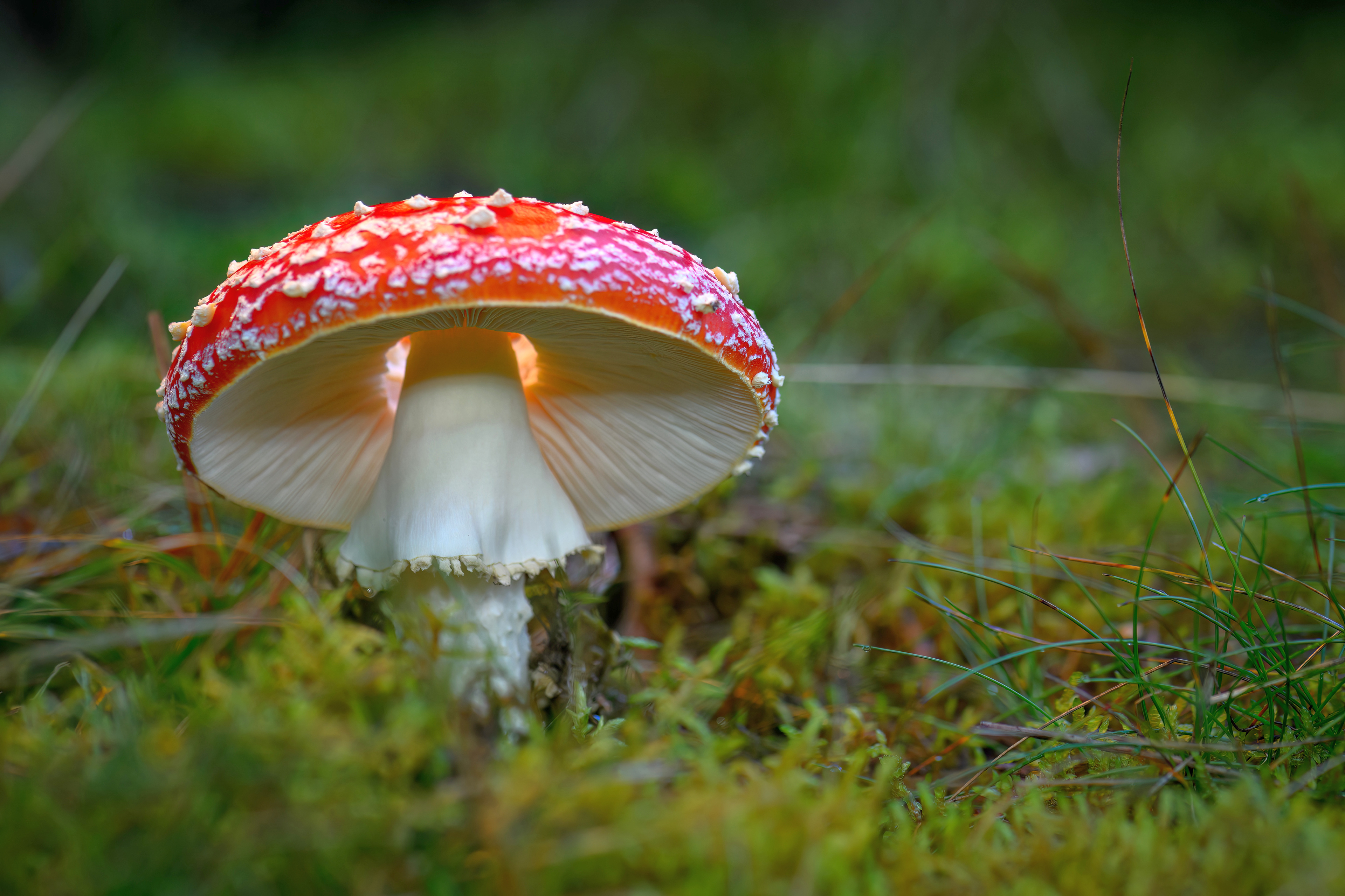 Fungi