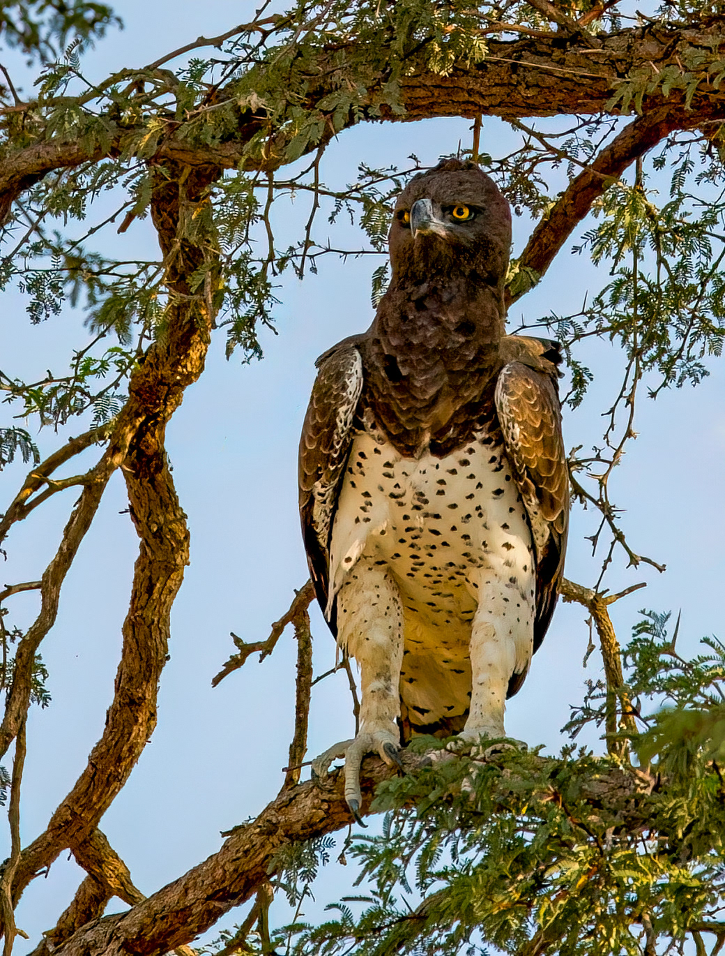 Adult Martial Eagle
