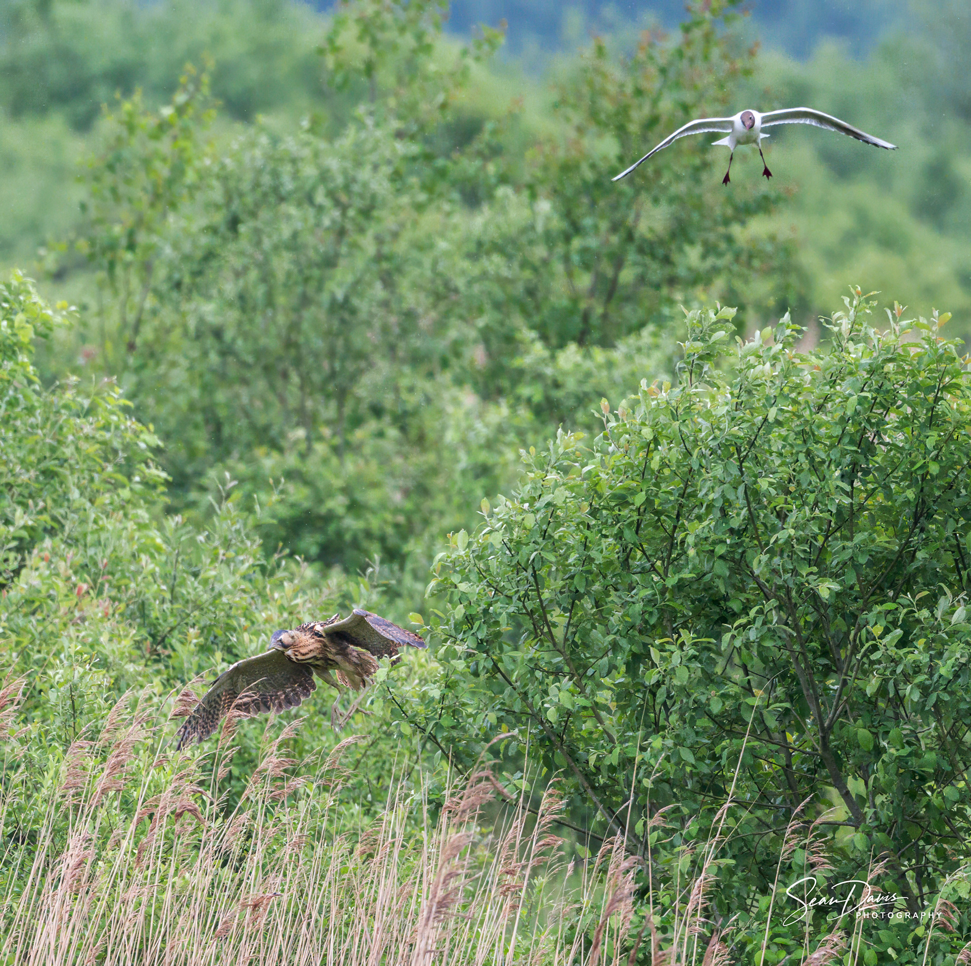 Bittern being chased by black neaded gulls