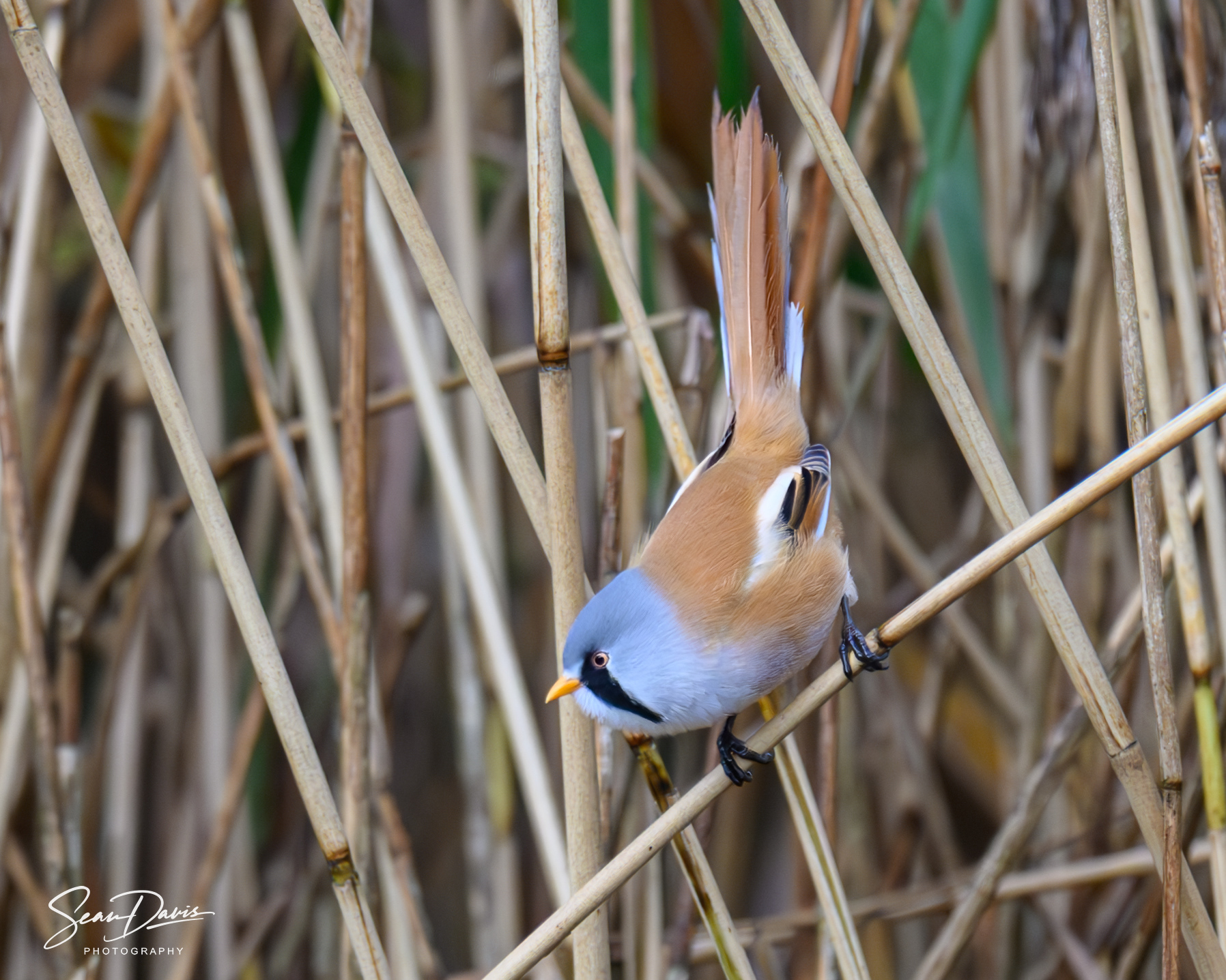 Bearded Tit