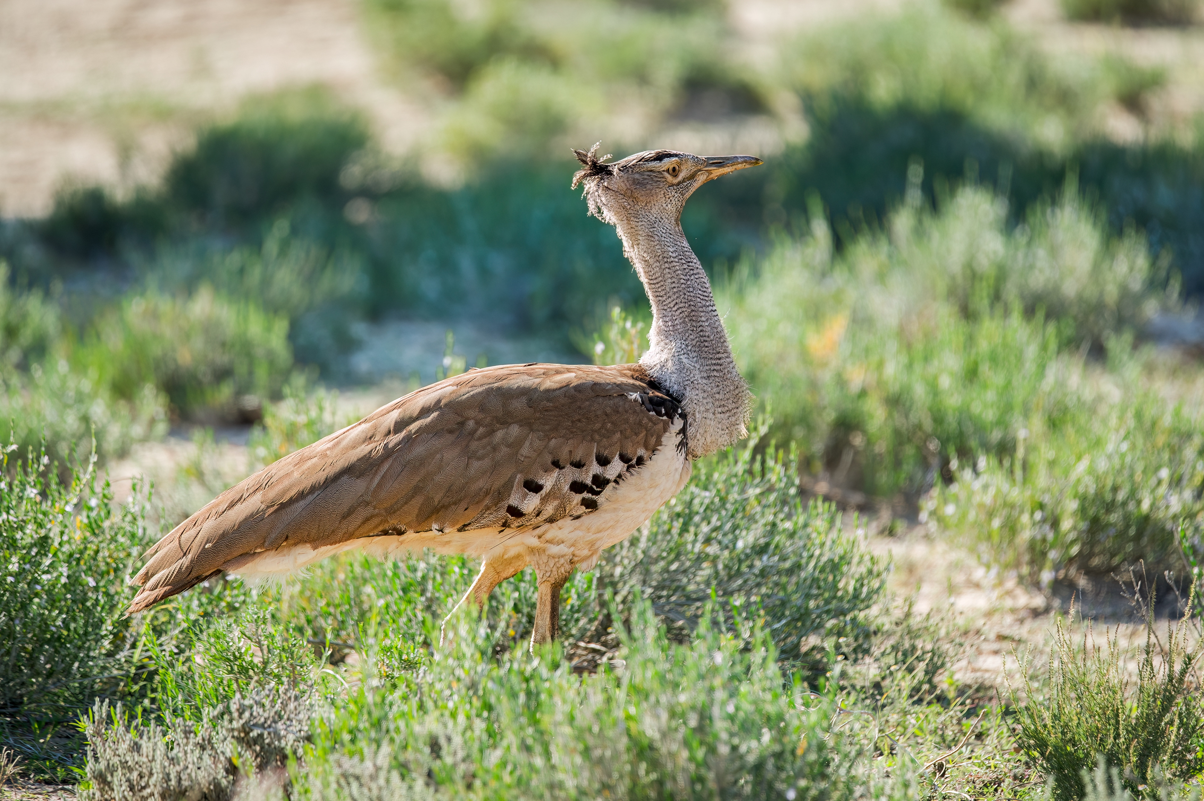 Kori Bustard