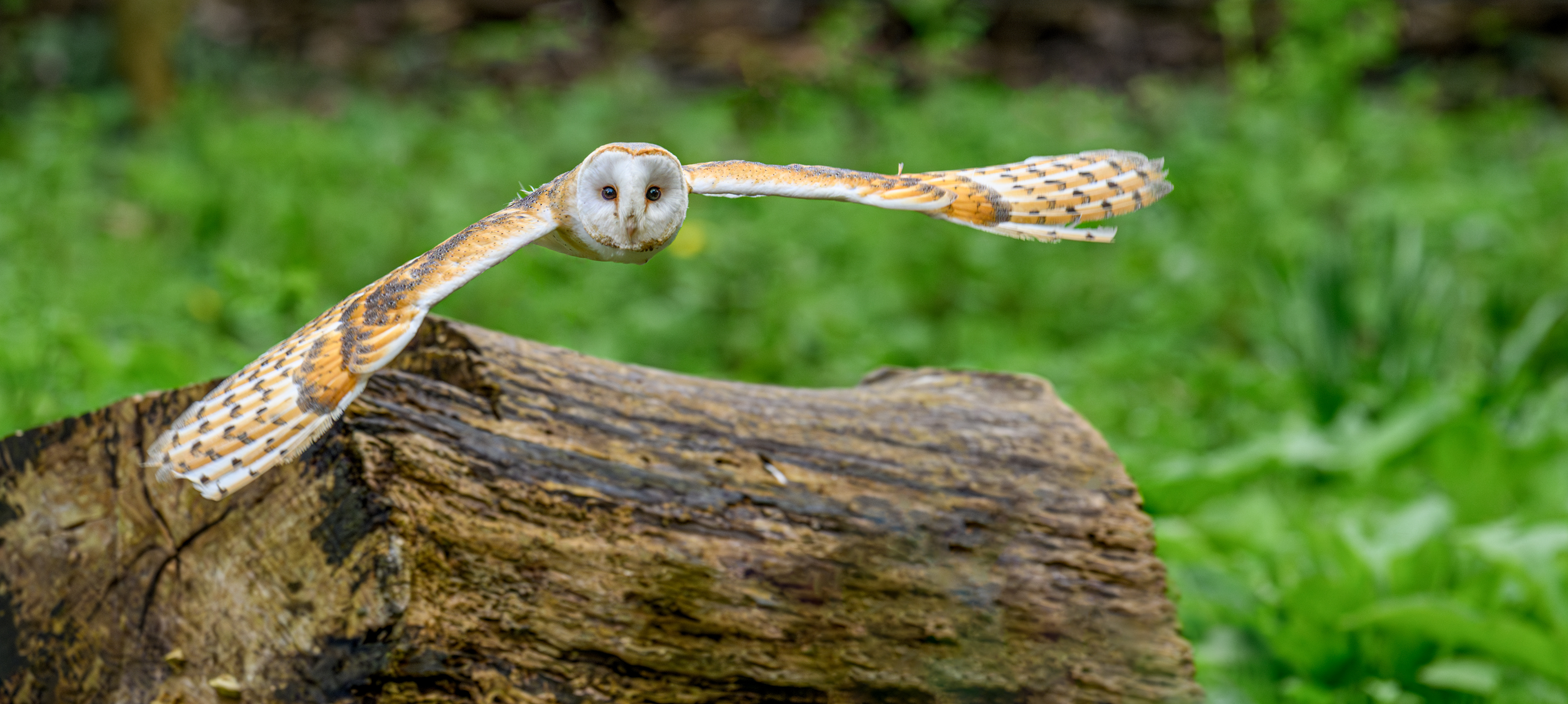 Barn Owl