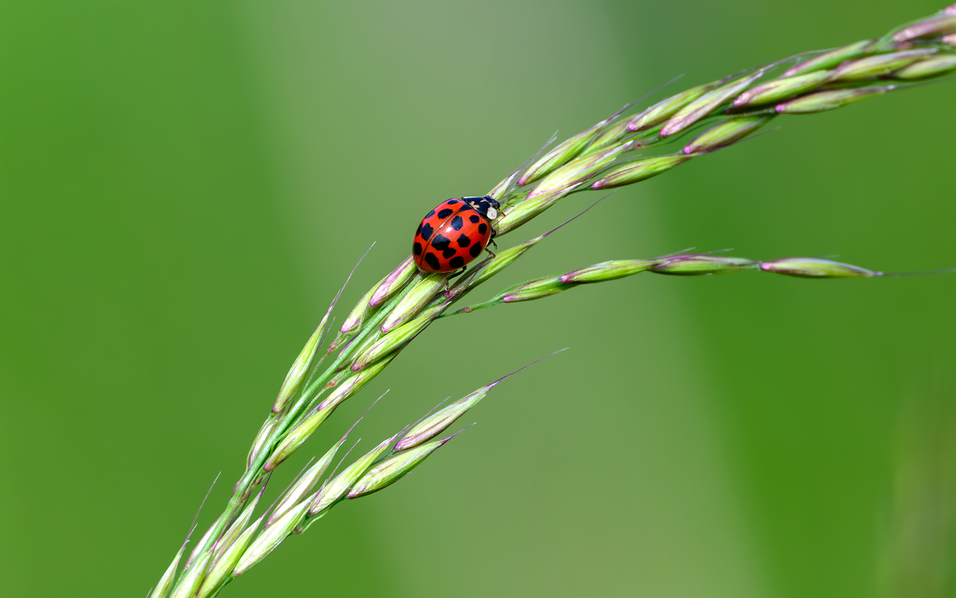 Lady Bettle