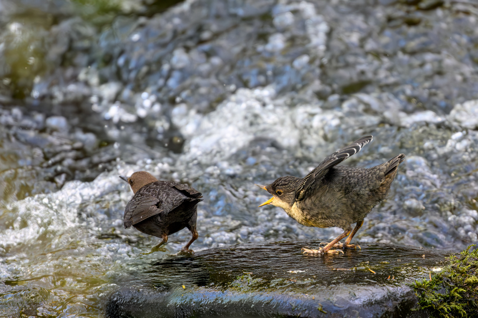 White Throated Dipper