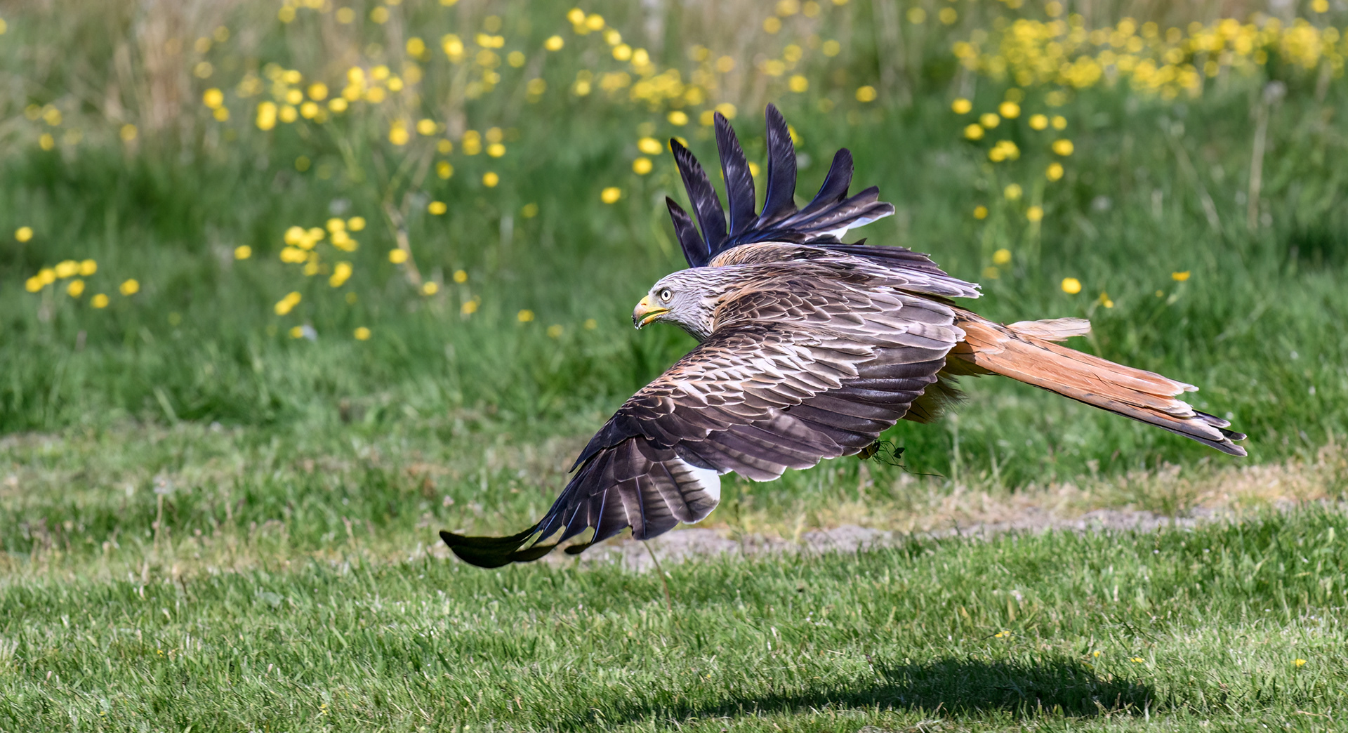 Red Kite