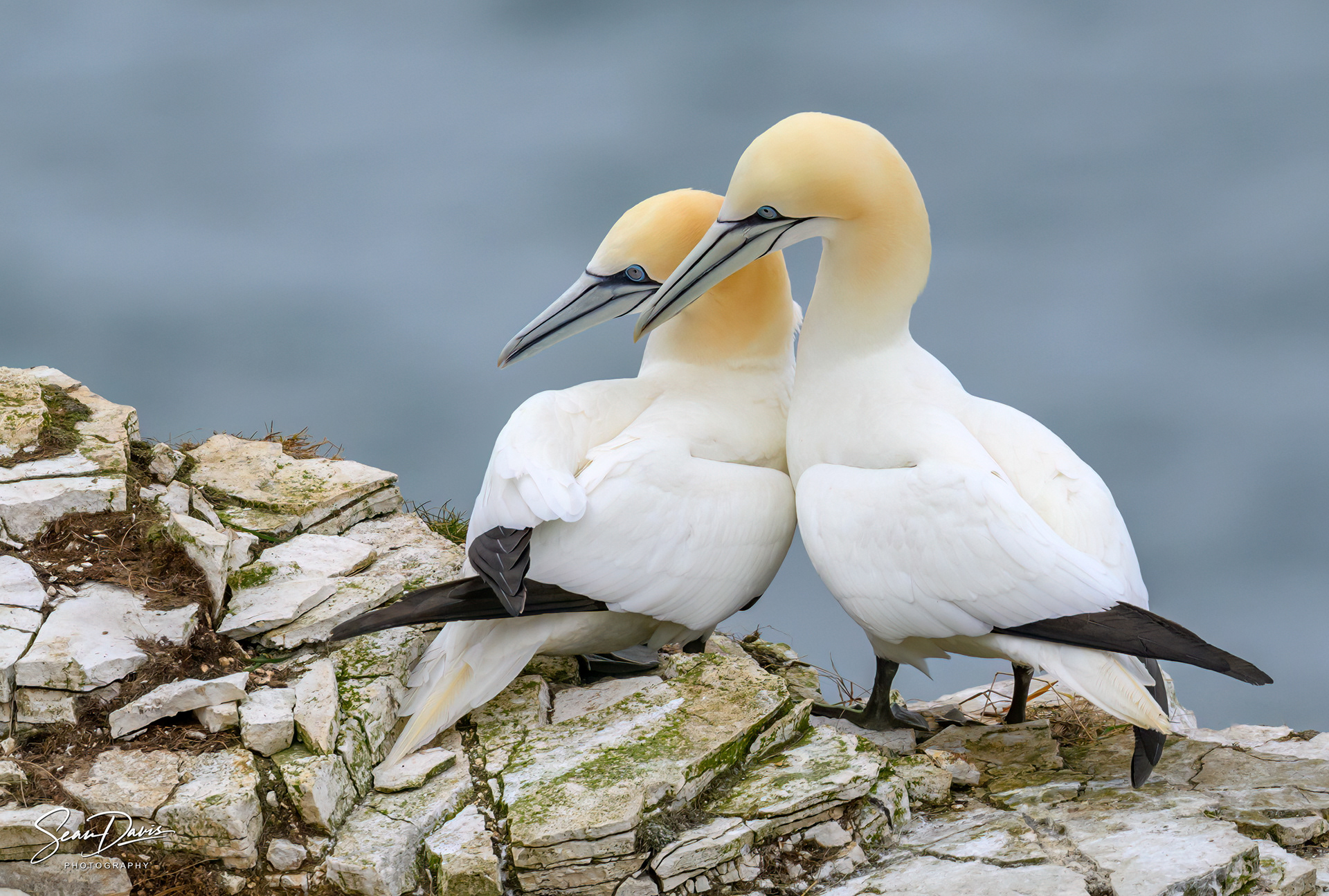 Northern Gannet