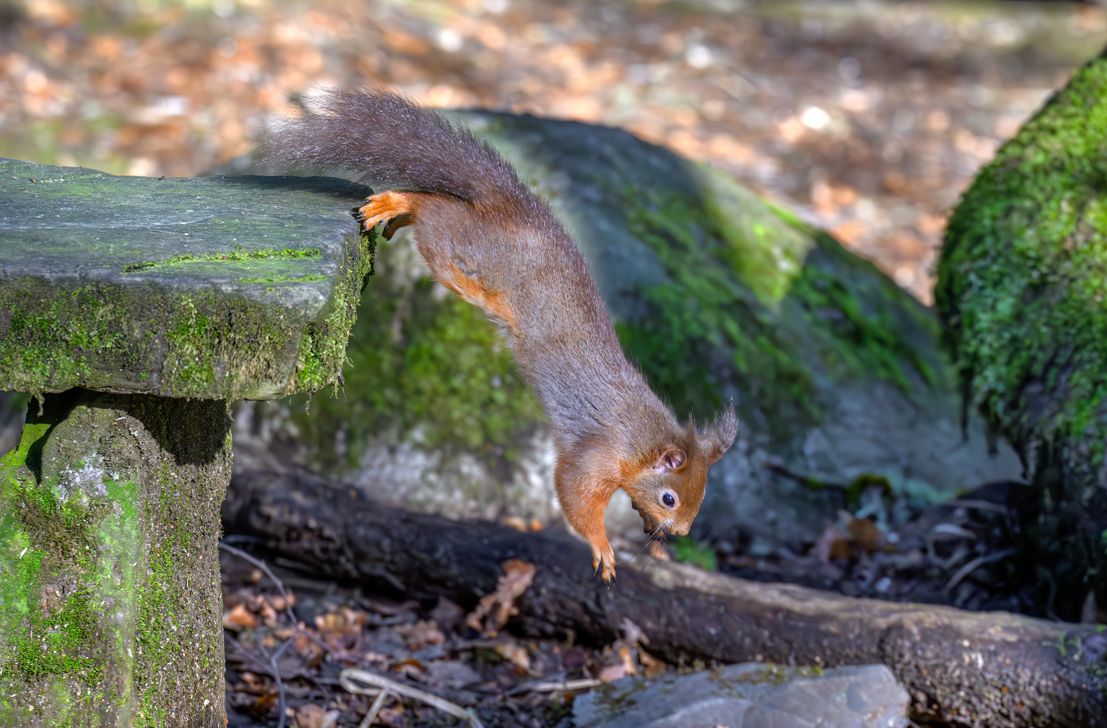 Red Squirrel