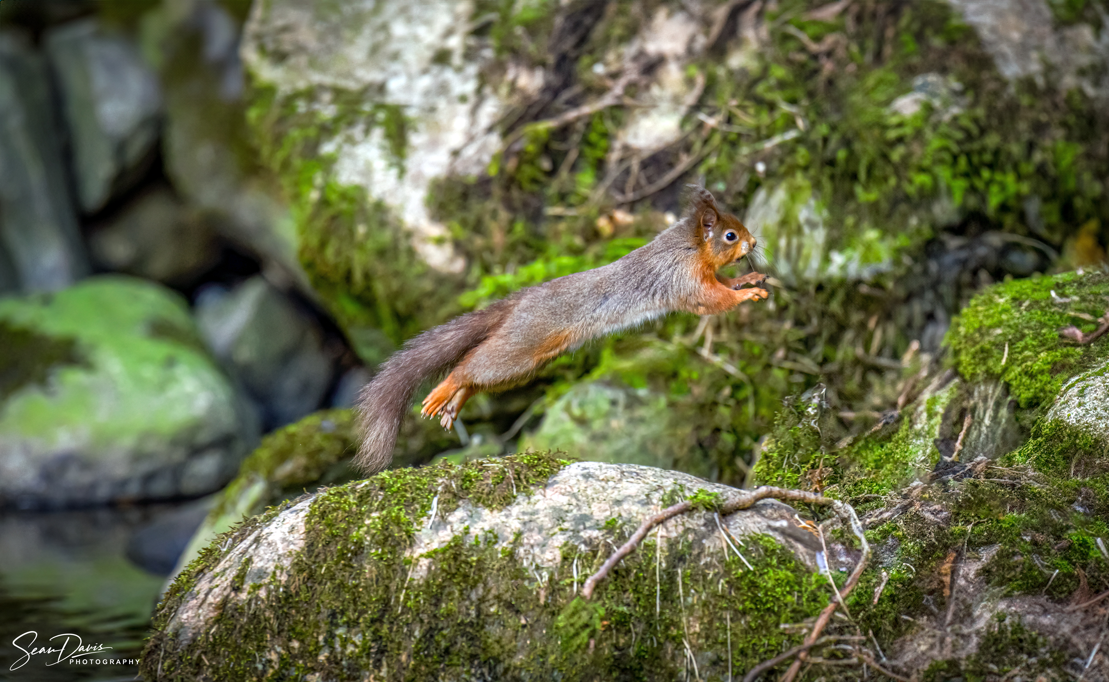 Red Squirrel