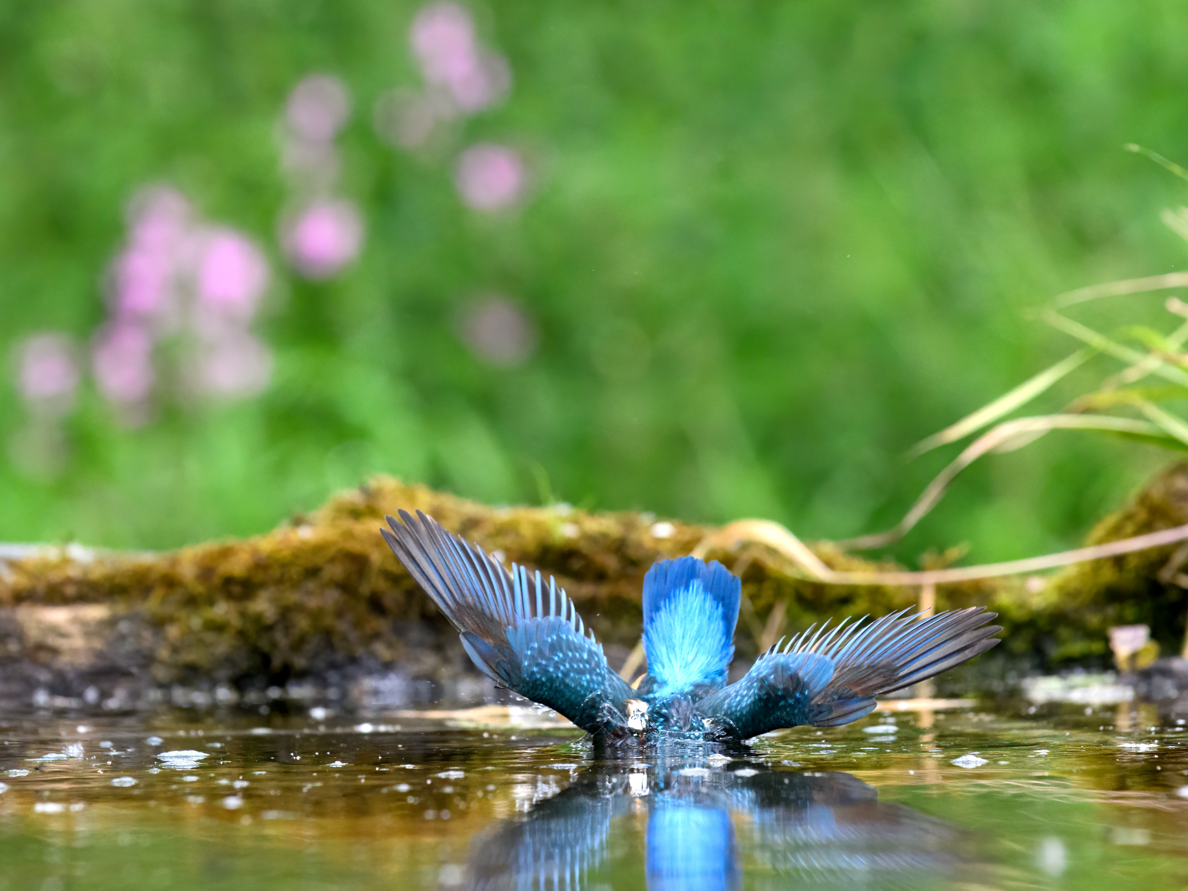 Common Kingfisher