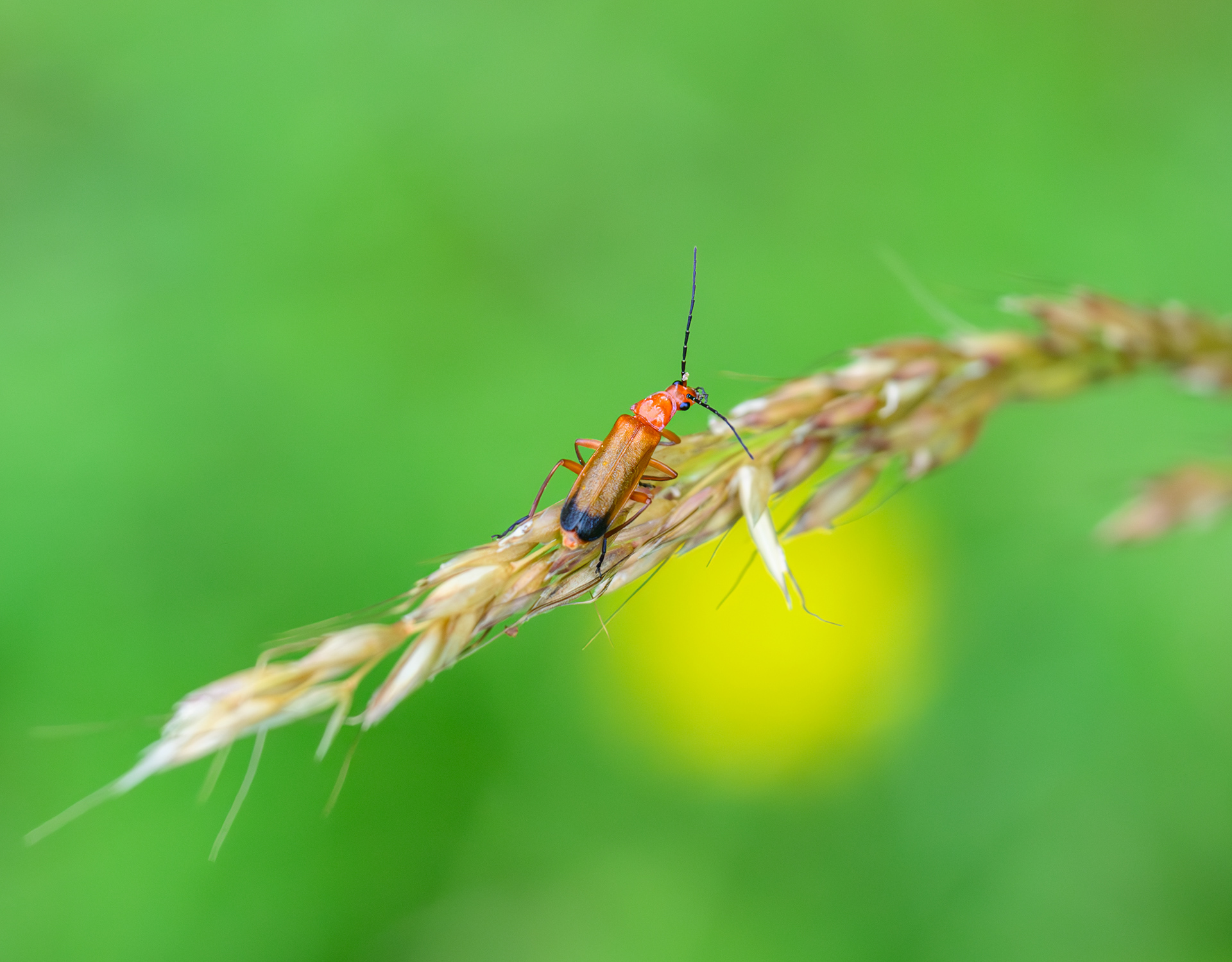 Common Red Soldier