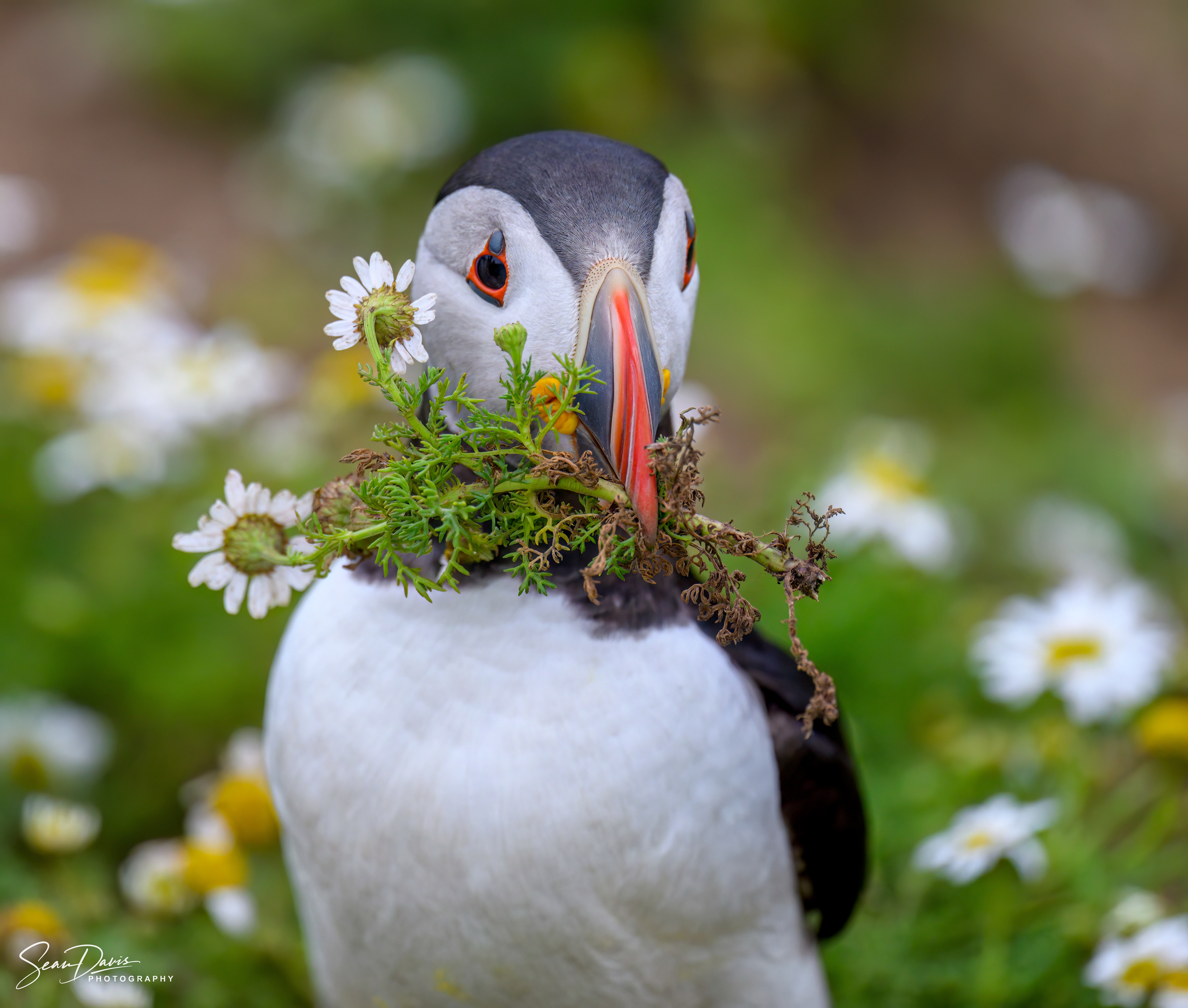 Puffin