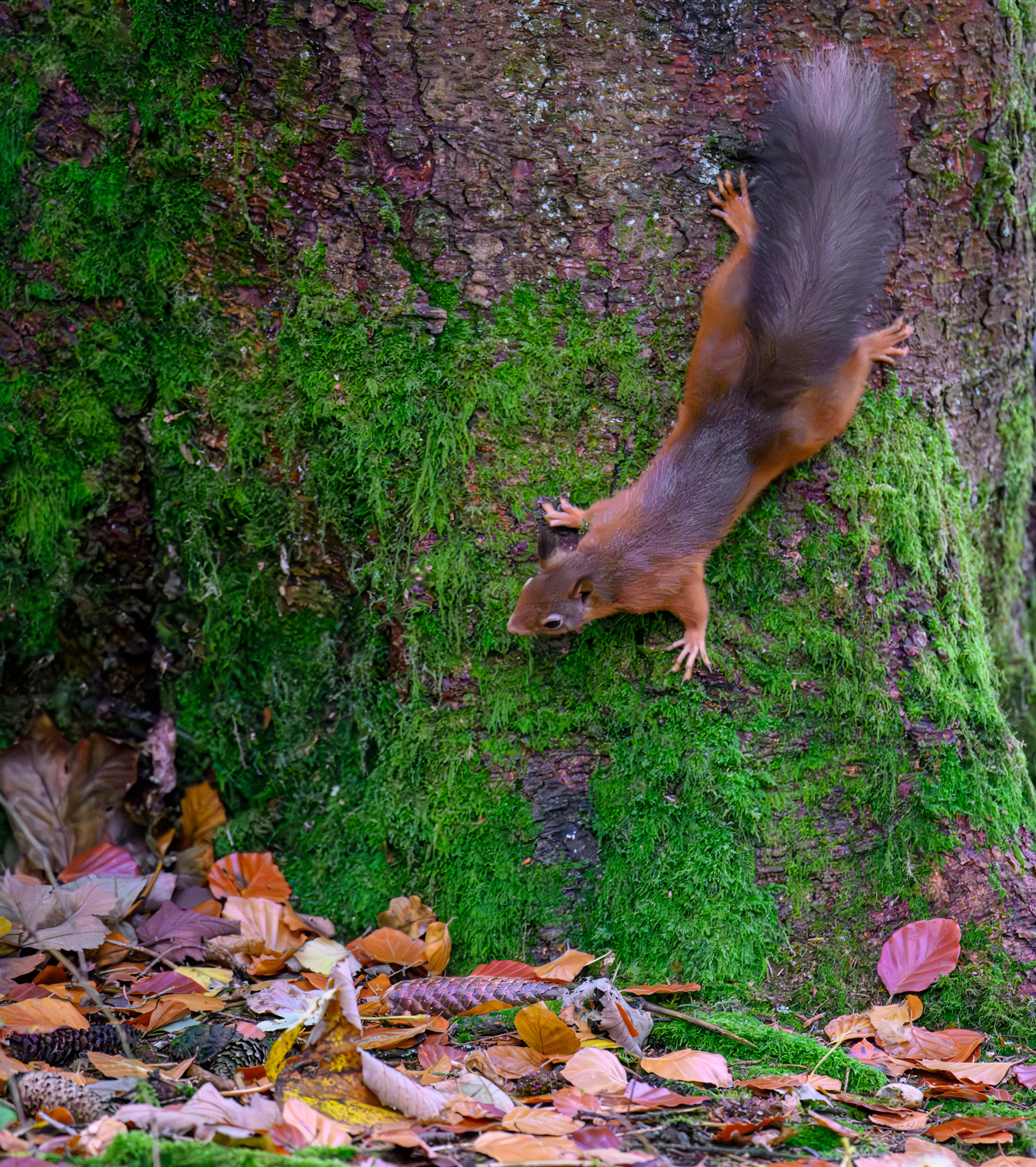 Red Squirrel
