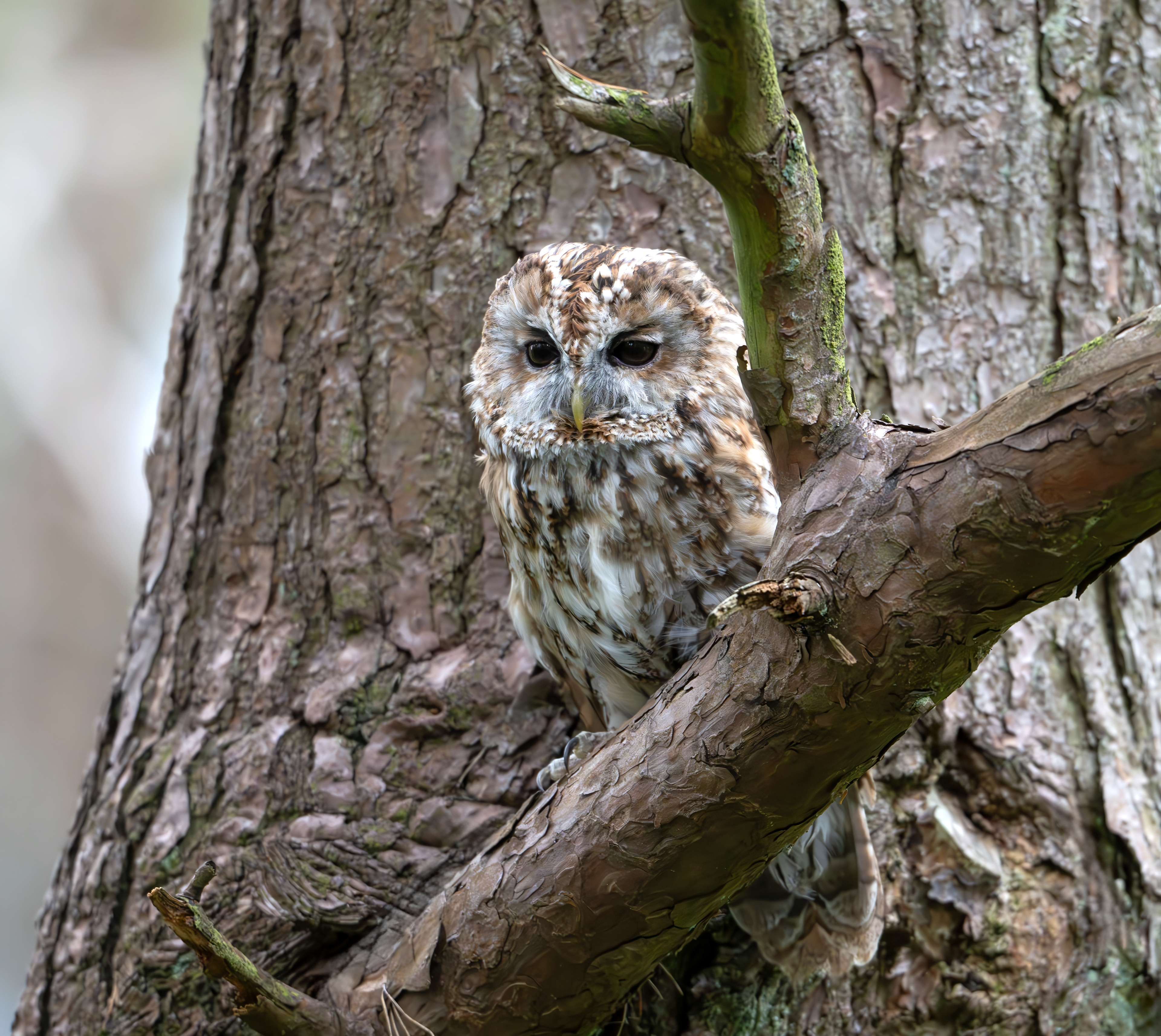 Tawny Owl