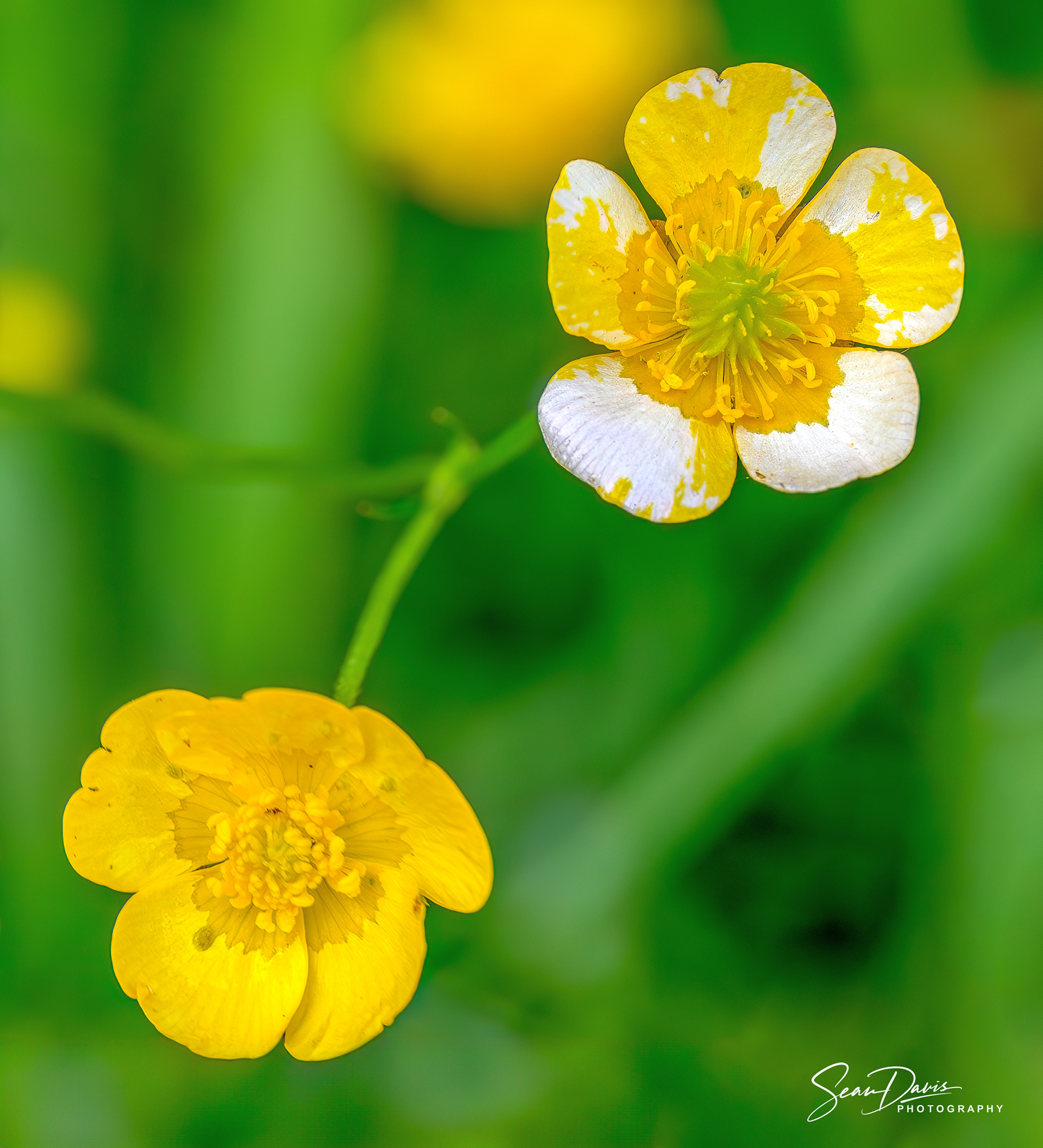 Buttercups