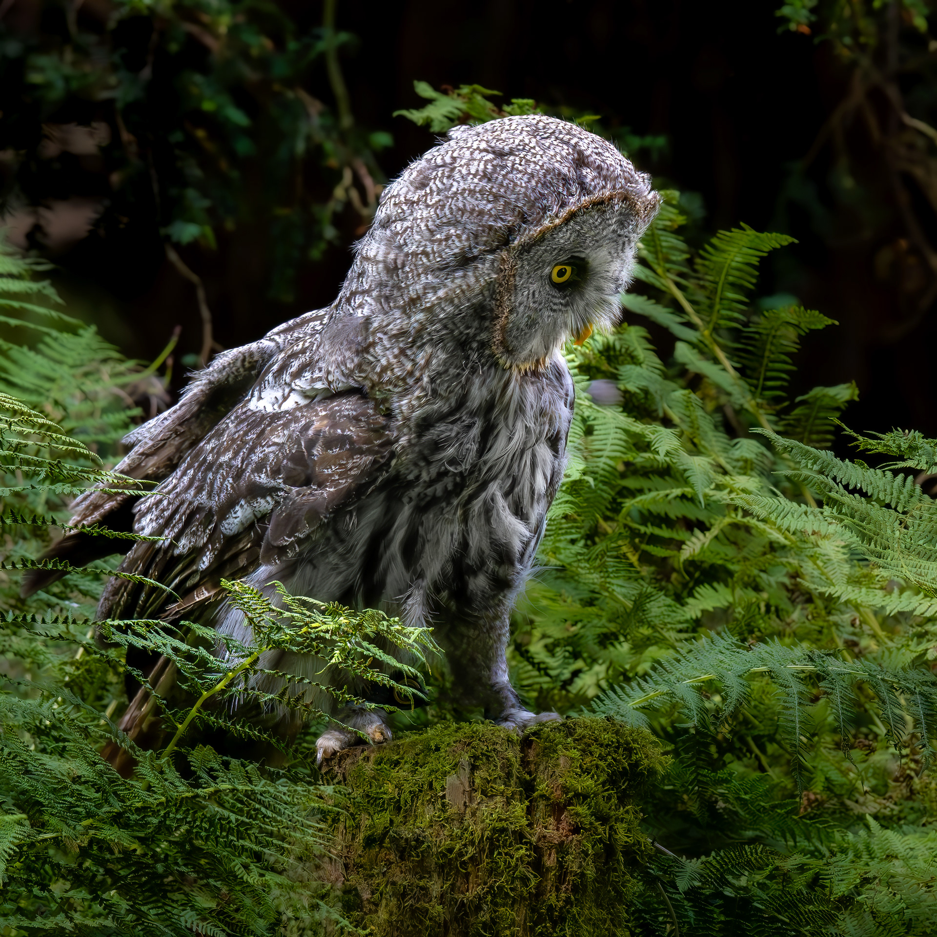 Great Grey Owl