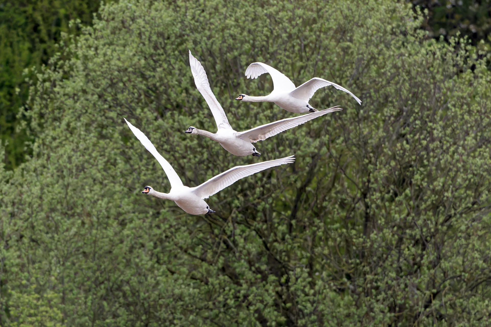 Muted Swan