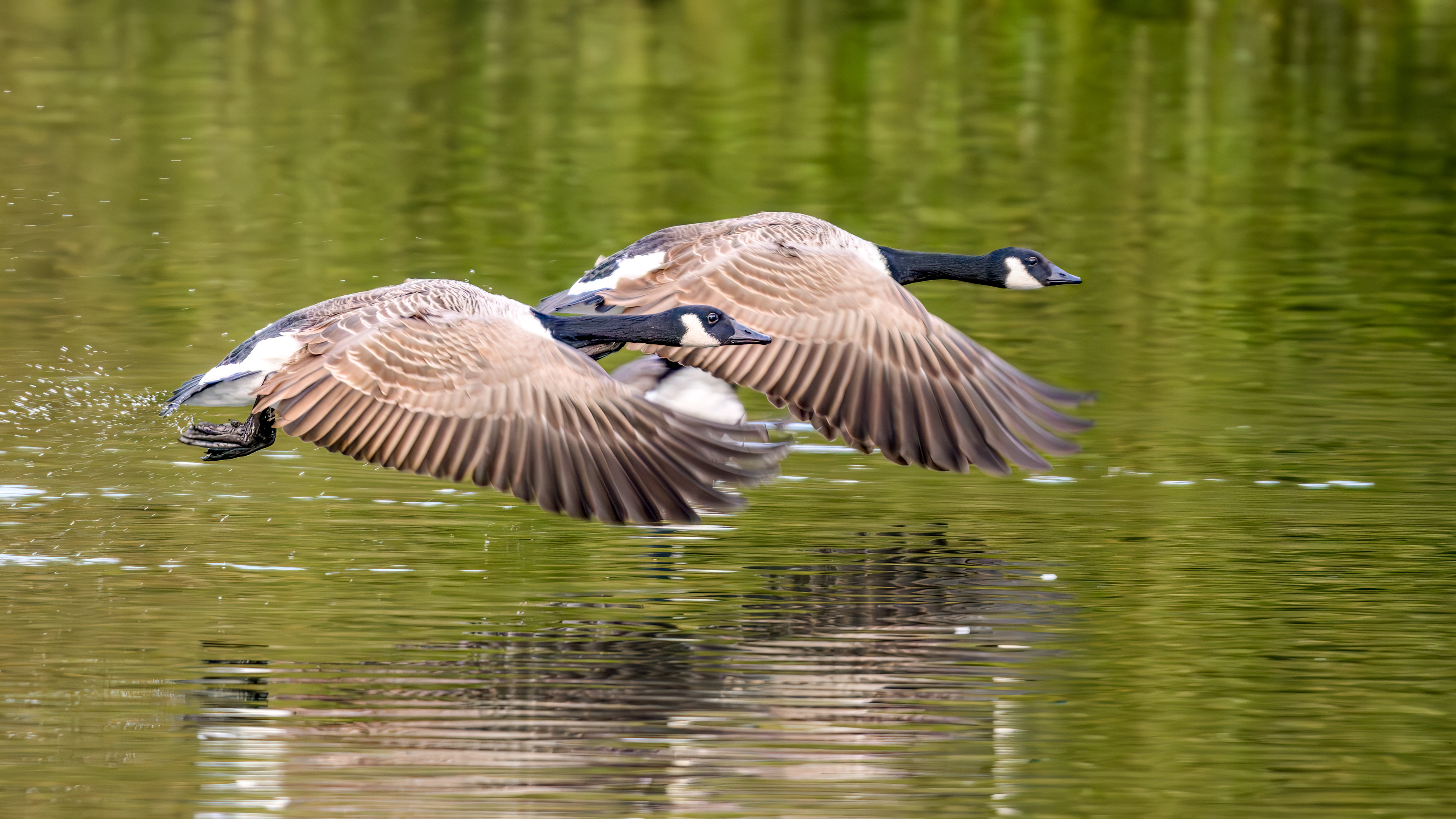 Canada Geese