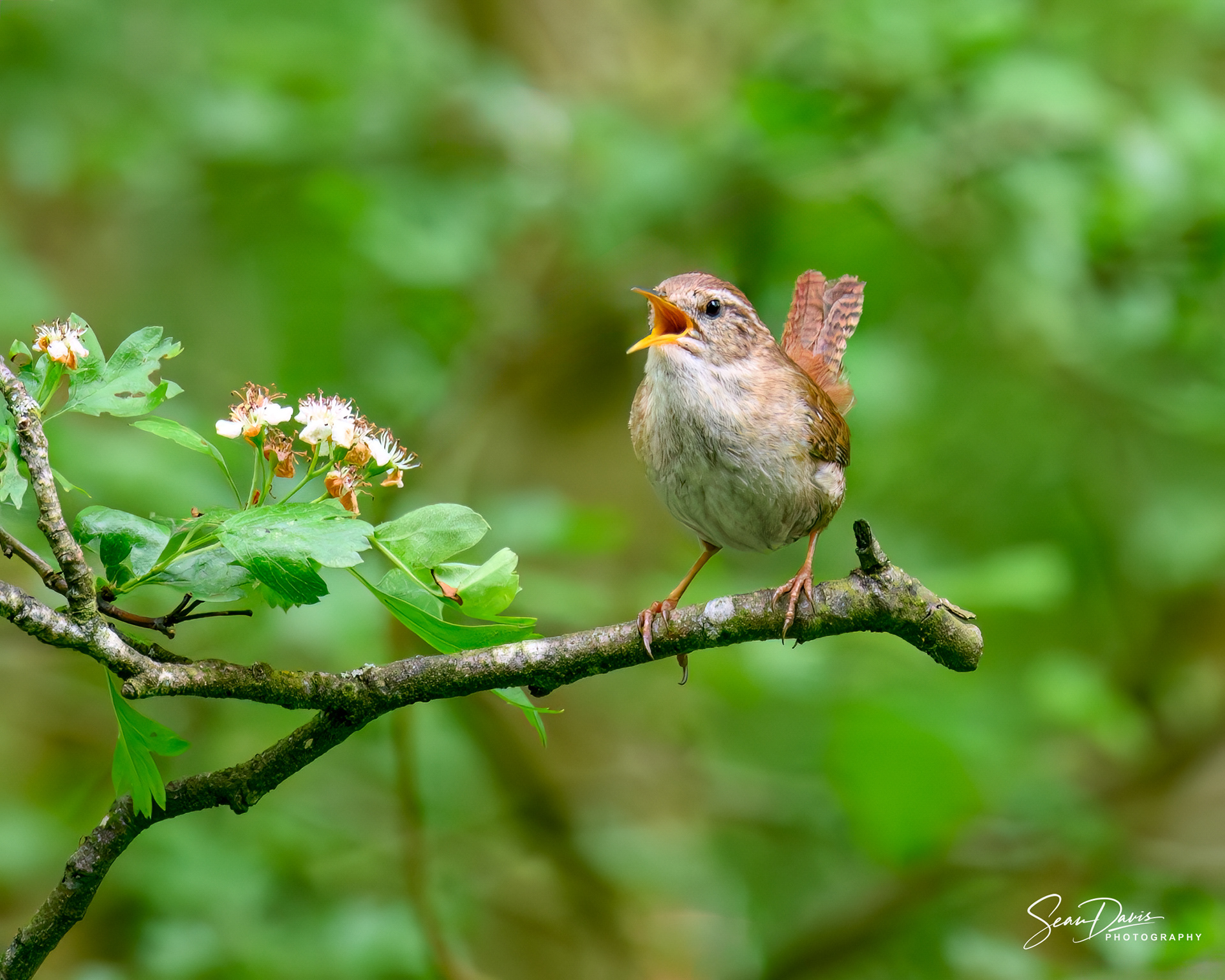 Jenny Wren