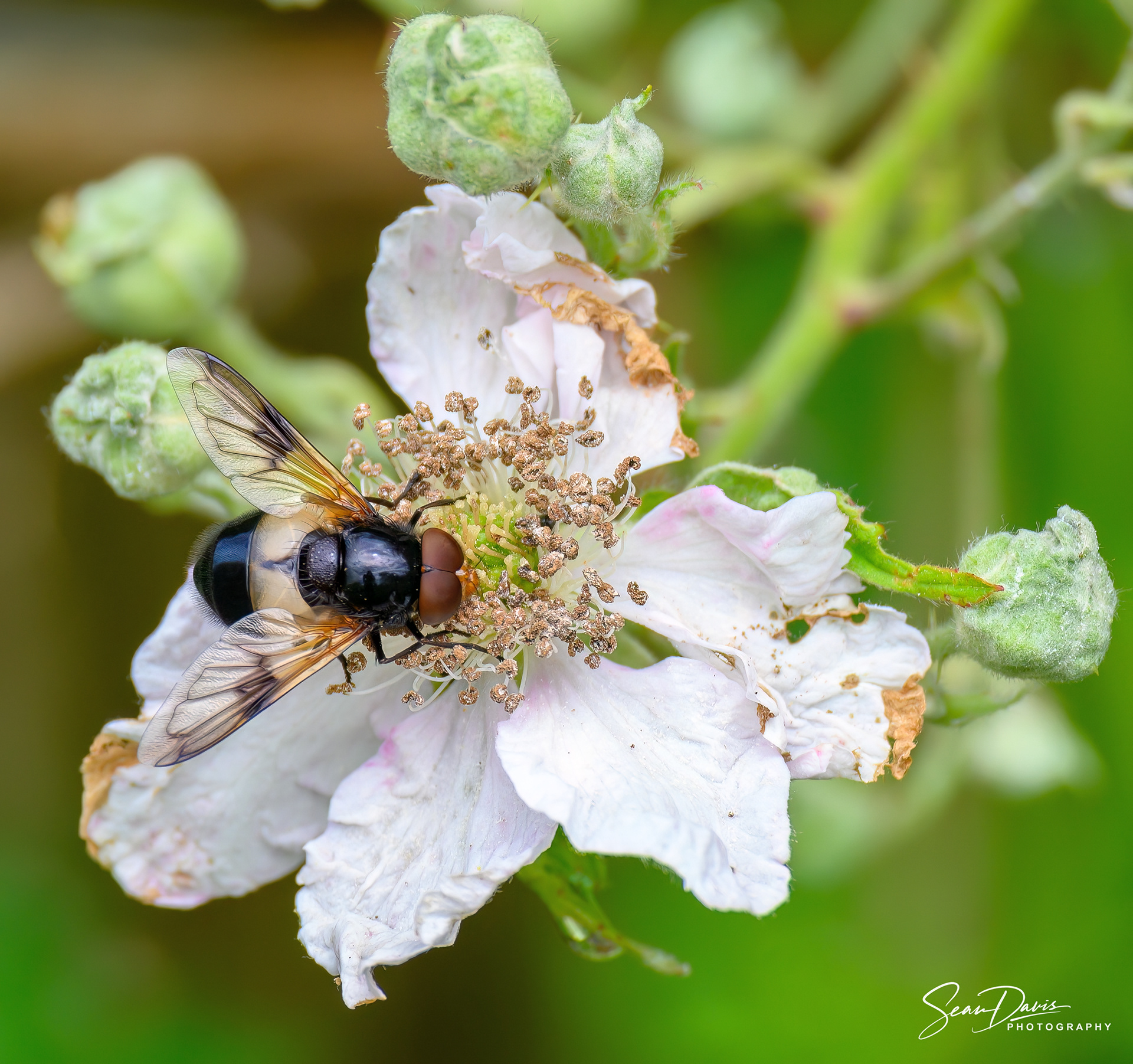Hover Fly