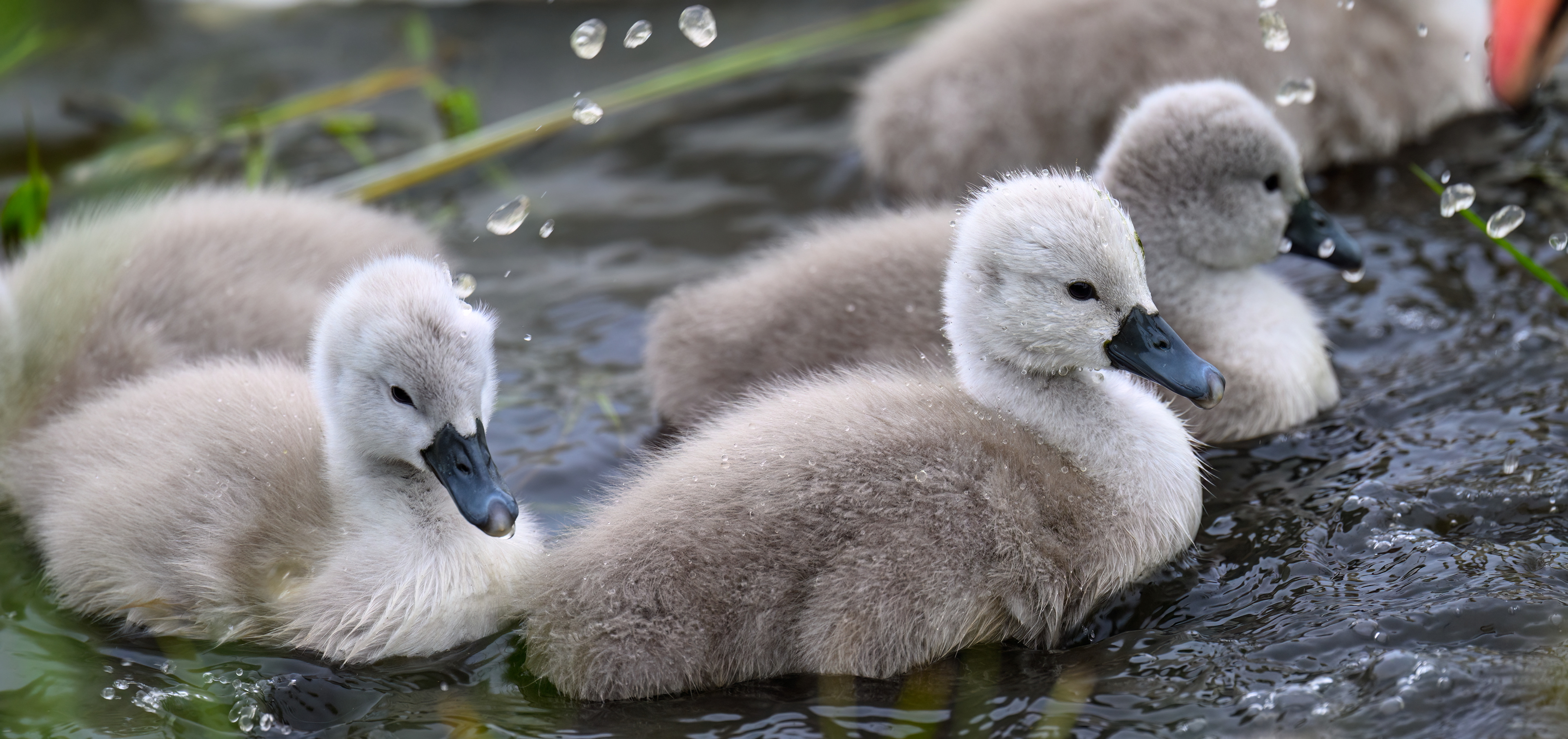 Swan Cygnets