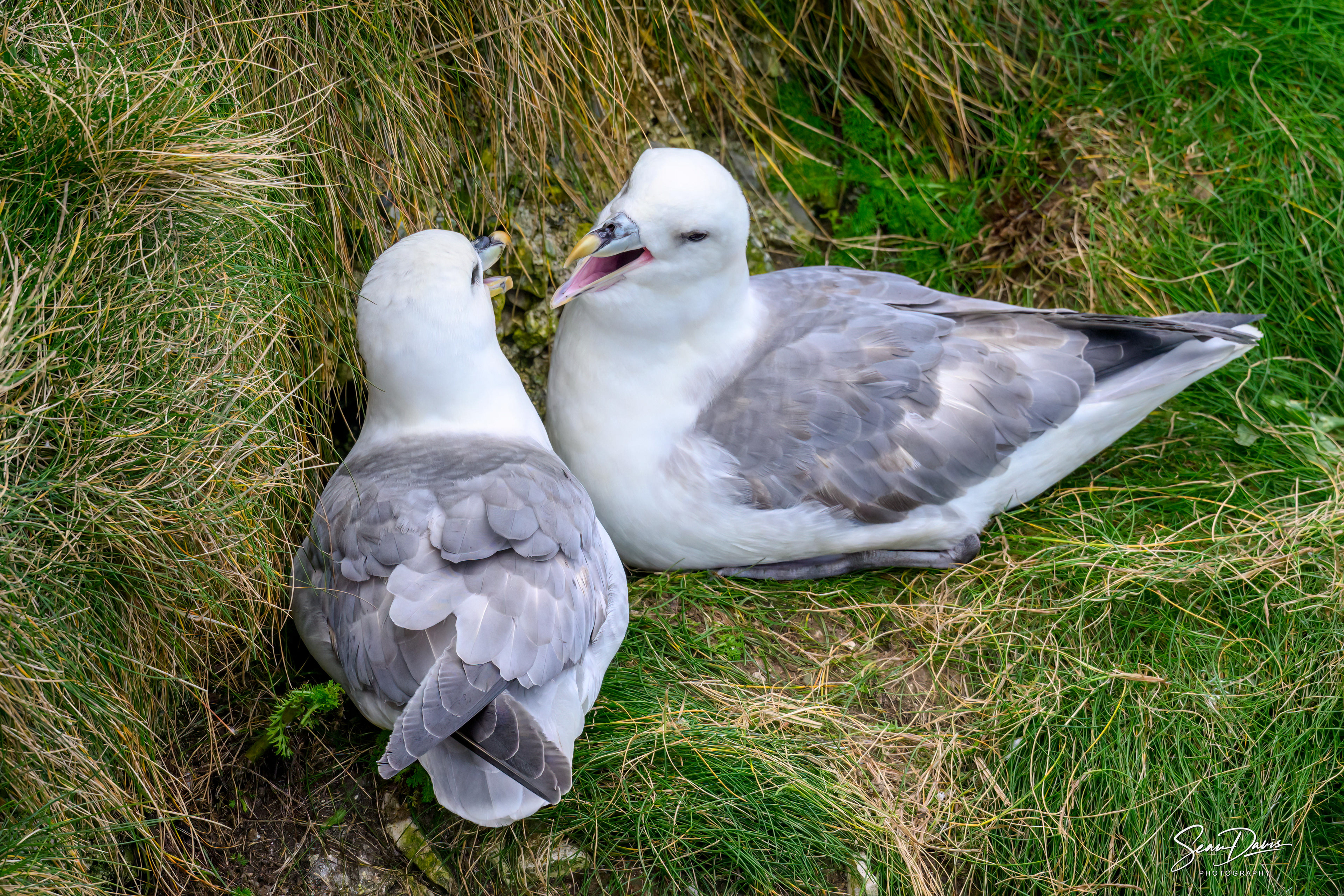 Northern Fulmar