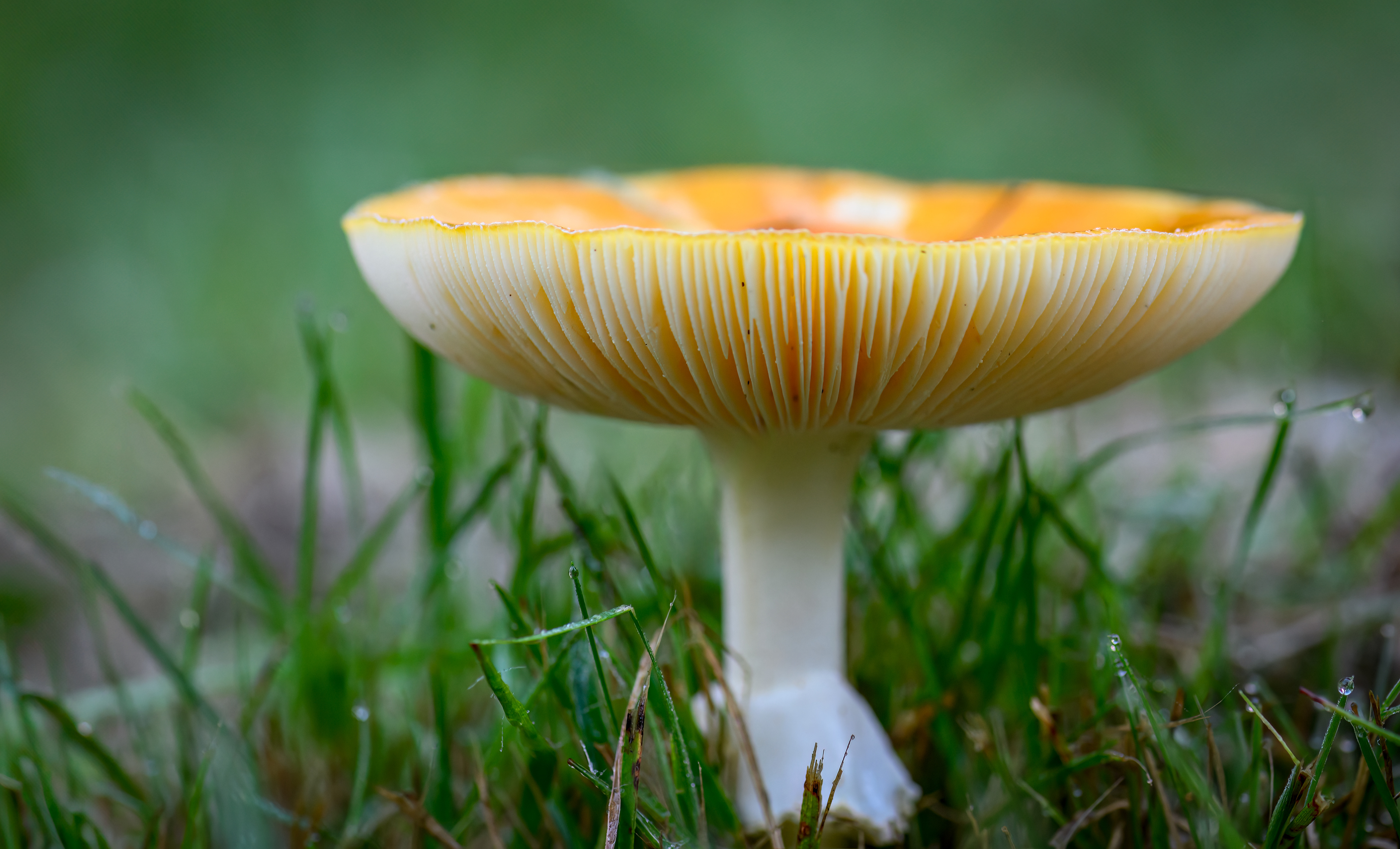 Russula