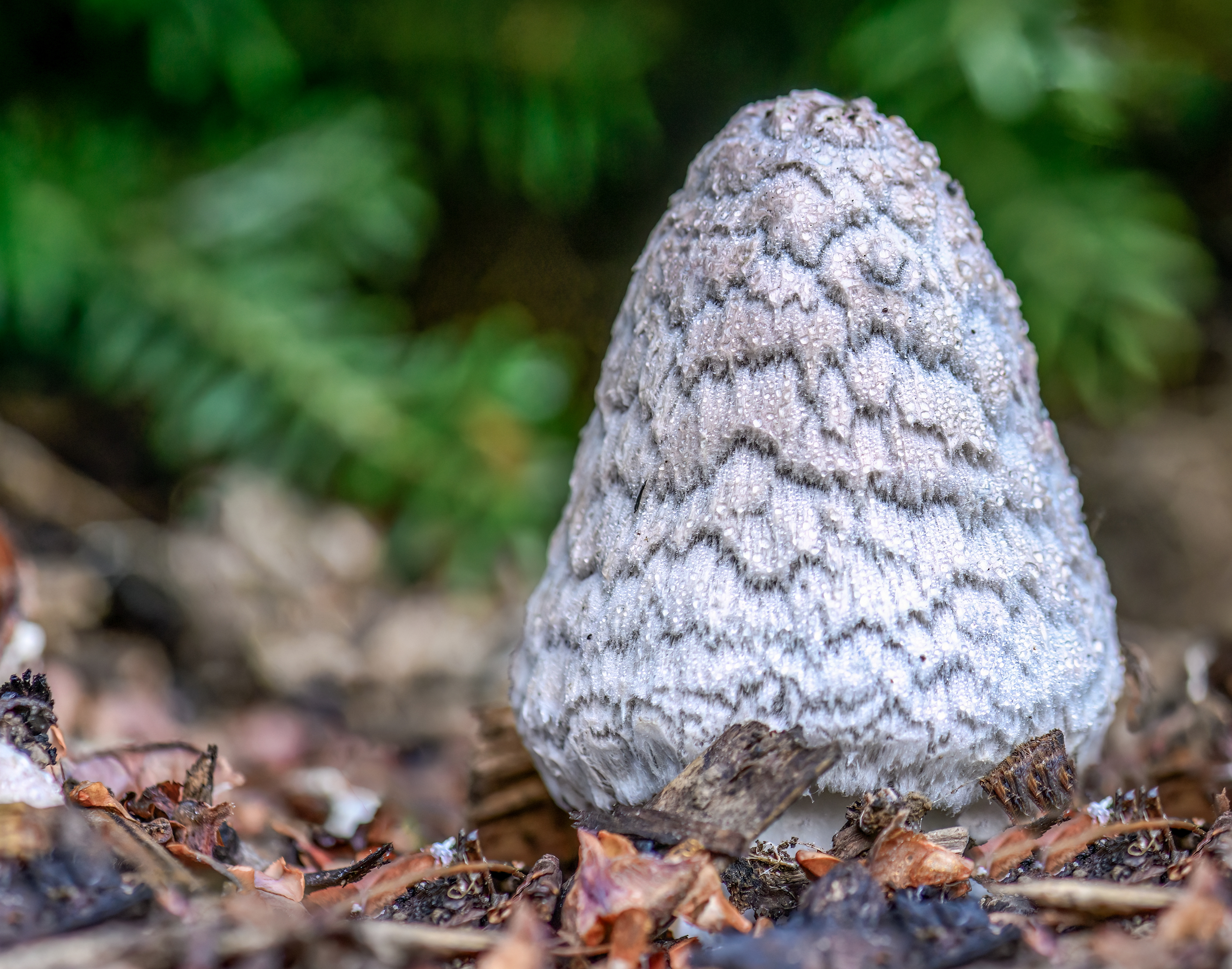 Shaggy Inkcap