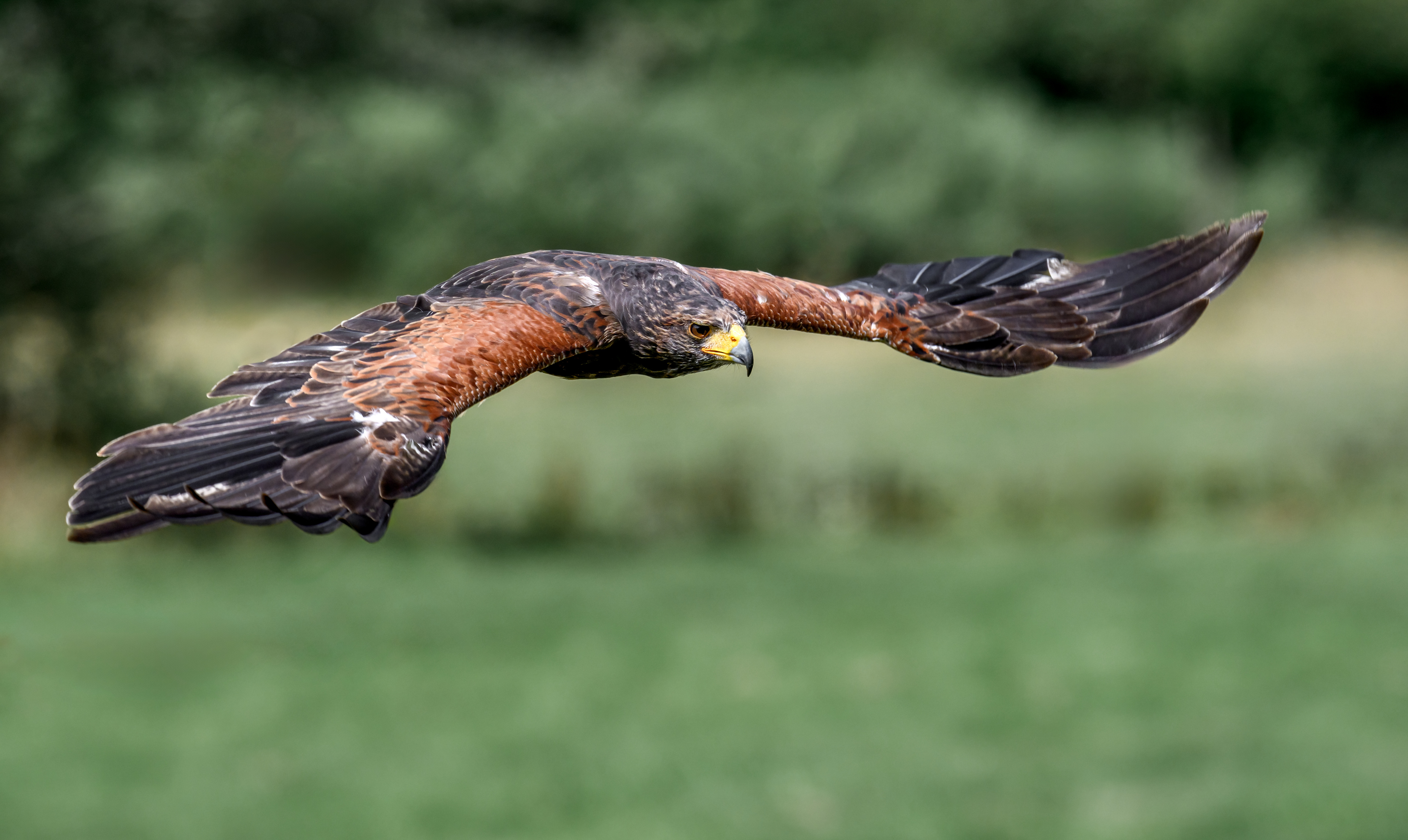 Jackal Buzzard