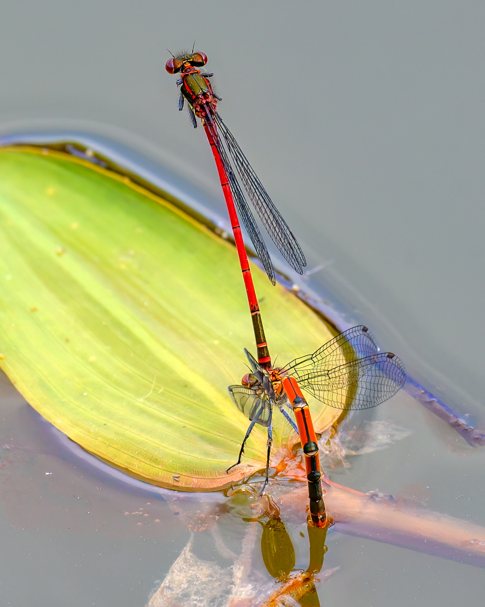 Large Red Damselfy