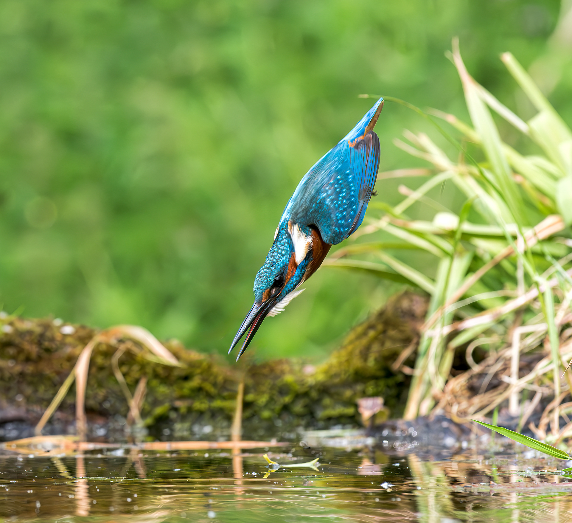 Common Kingfisher