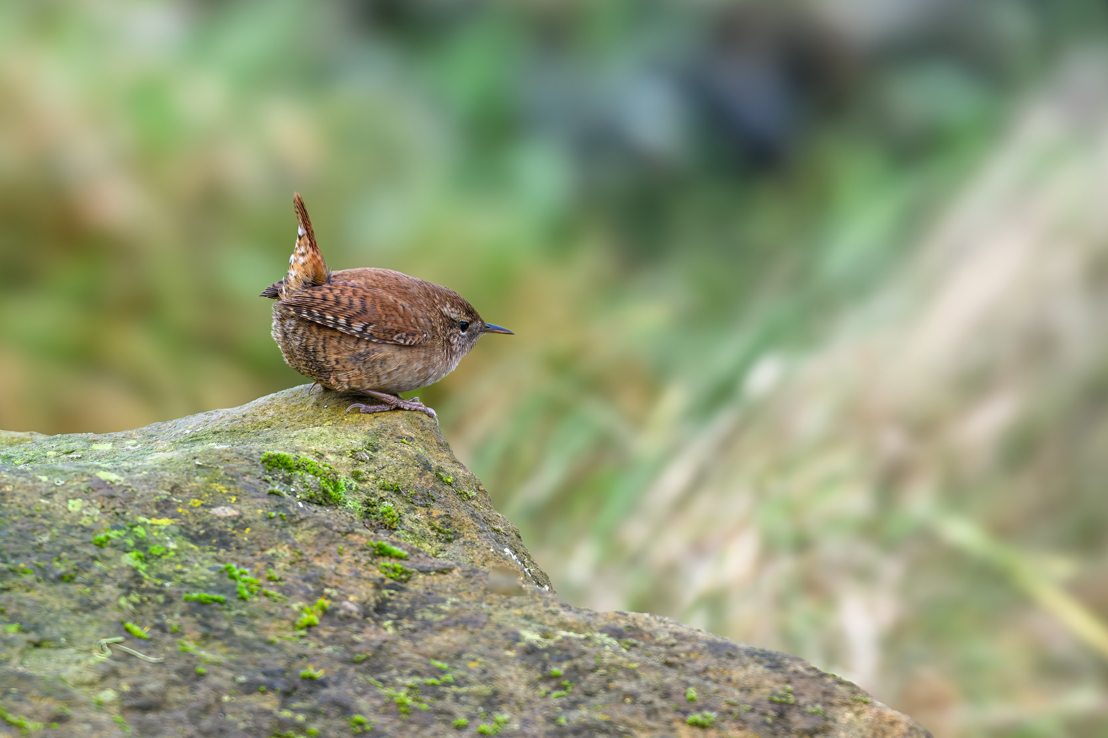 Wren