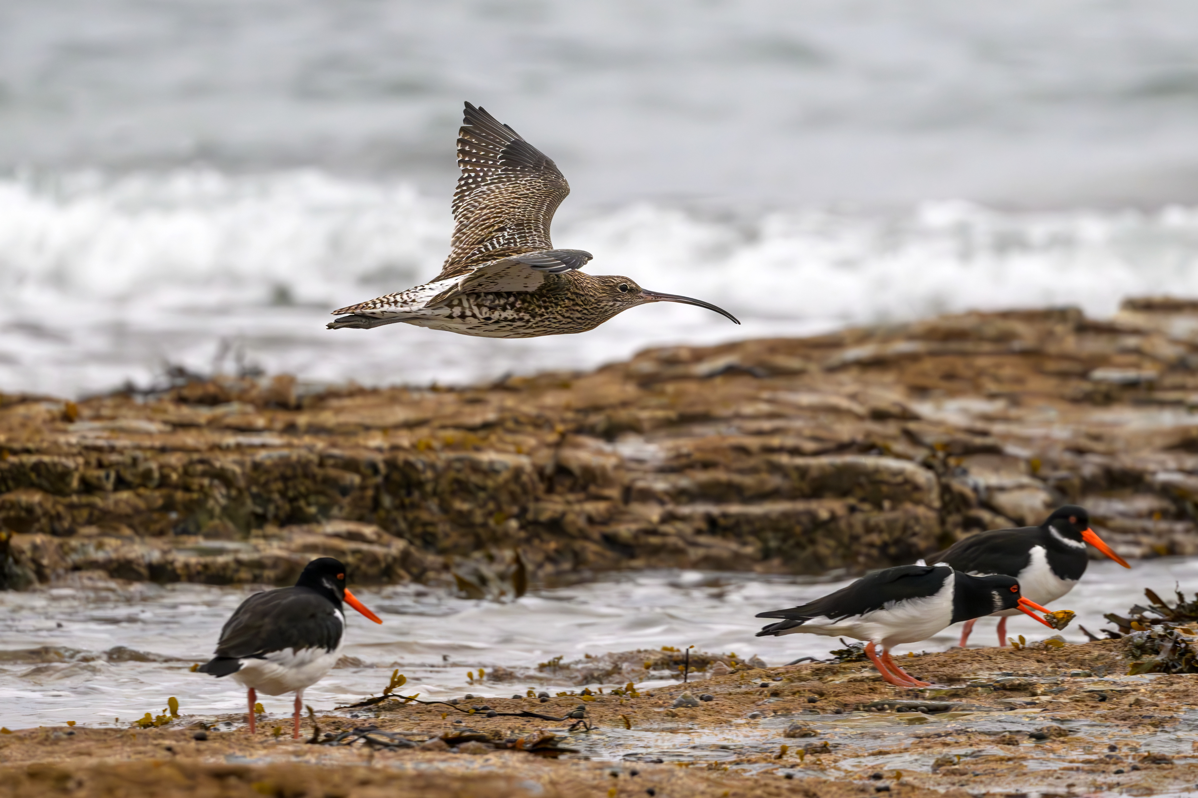 Curlew & Oyster Catchers