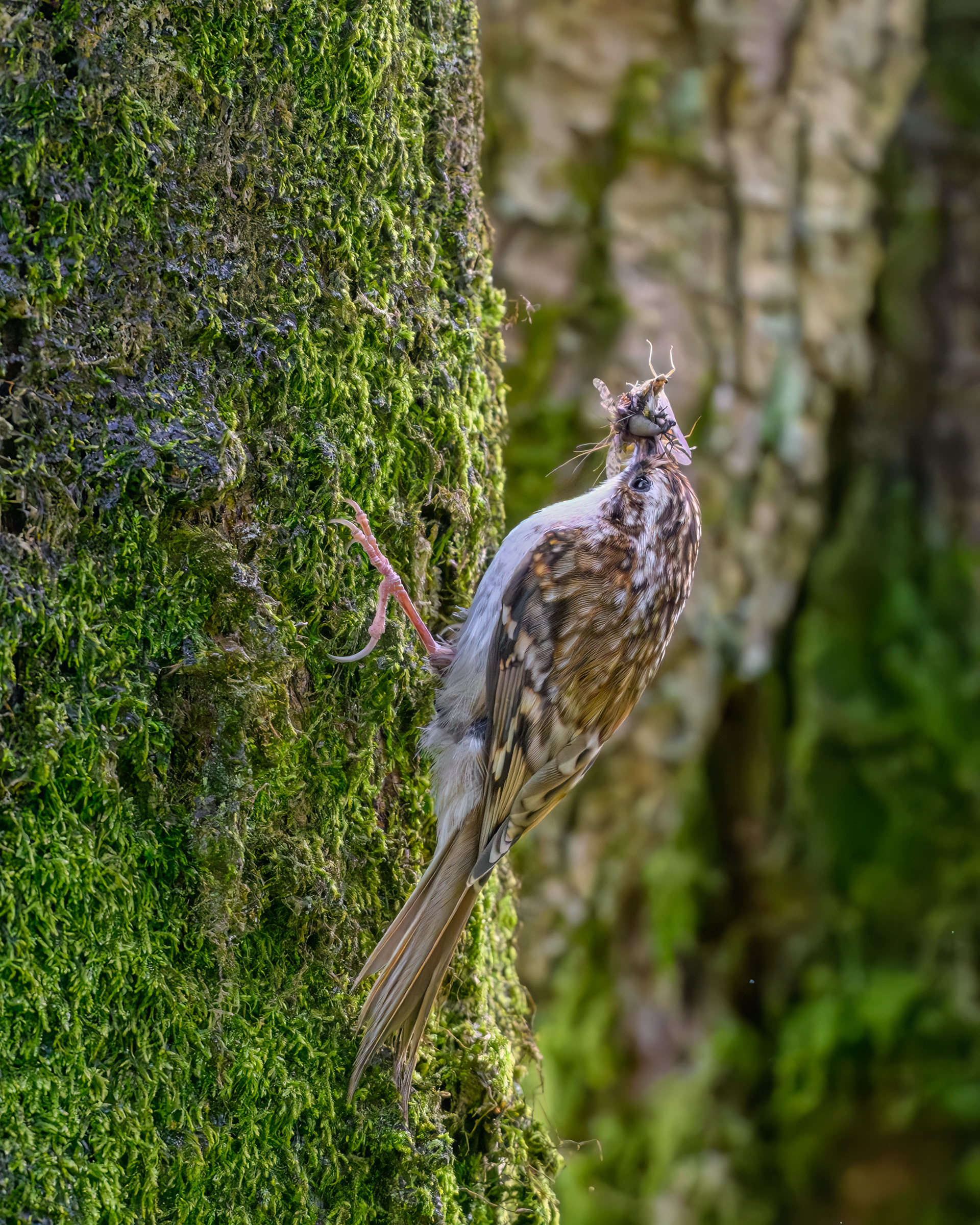Tree Creeper