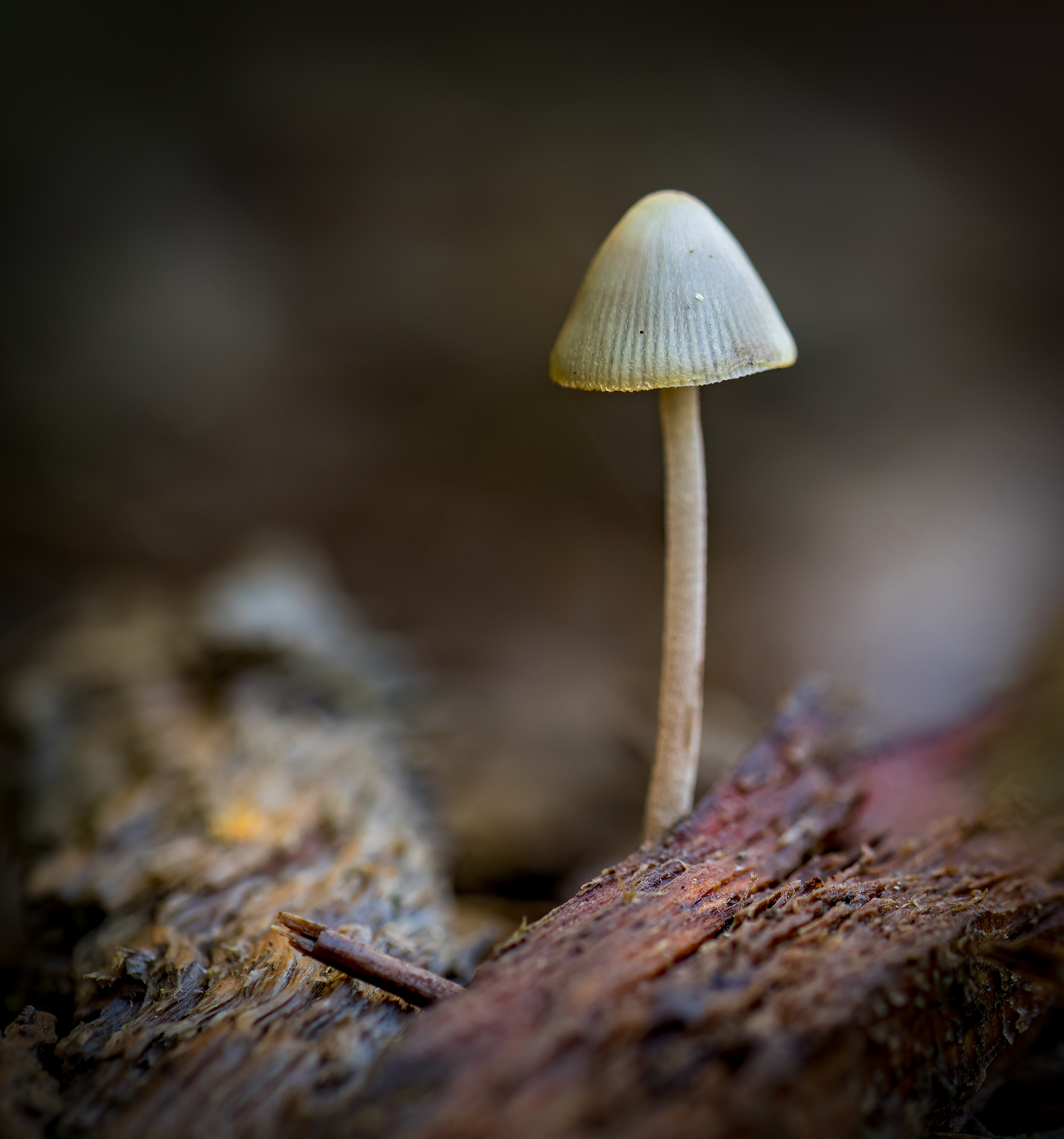 Fungi