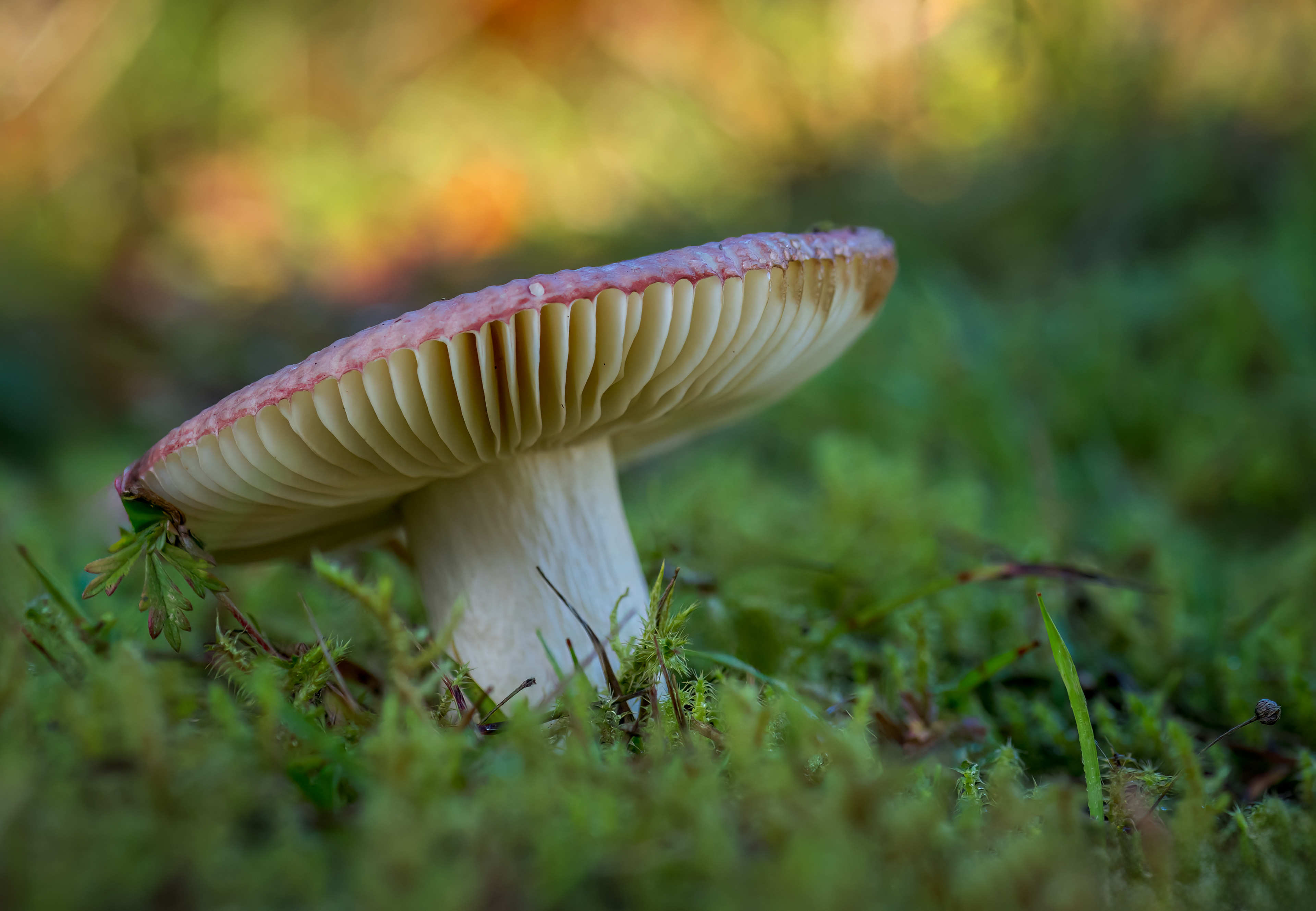 Fly Agaric