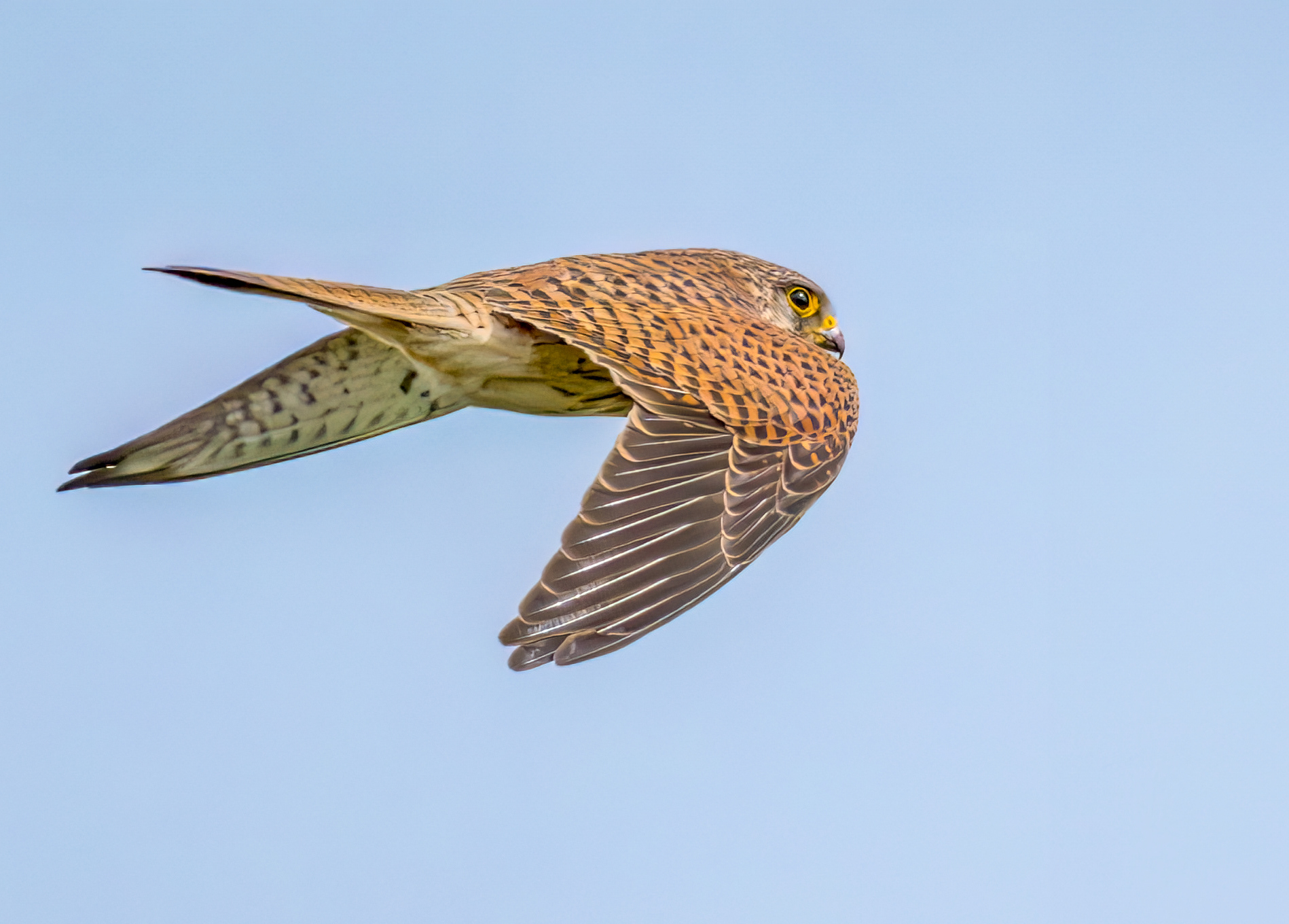 Female