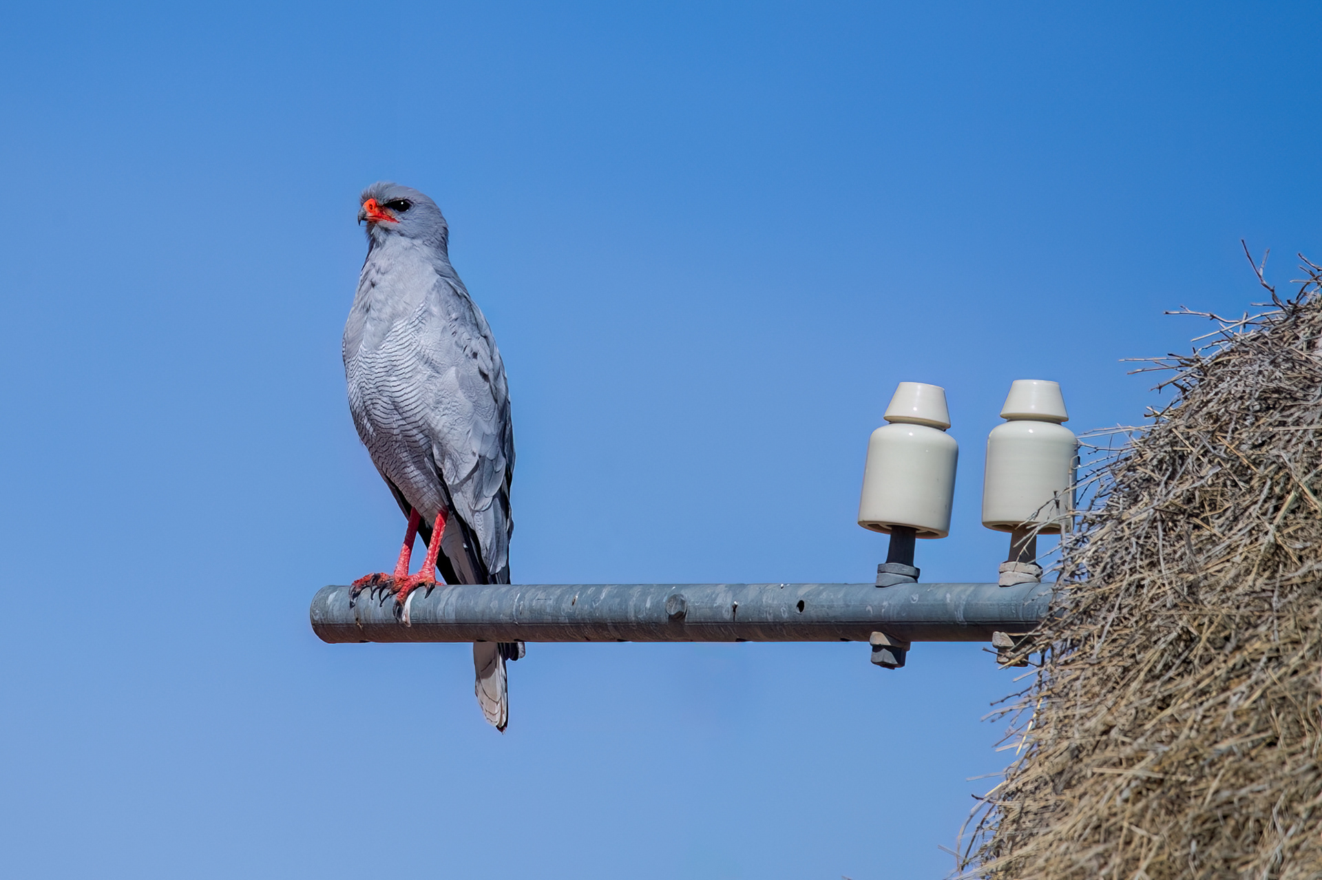 Adult Dark Chanting Goshawk