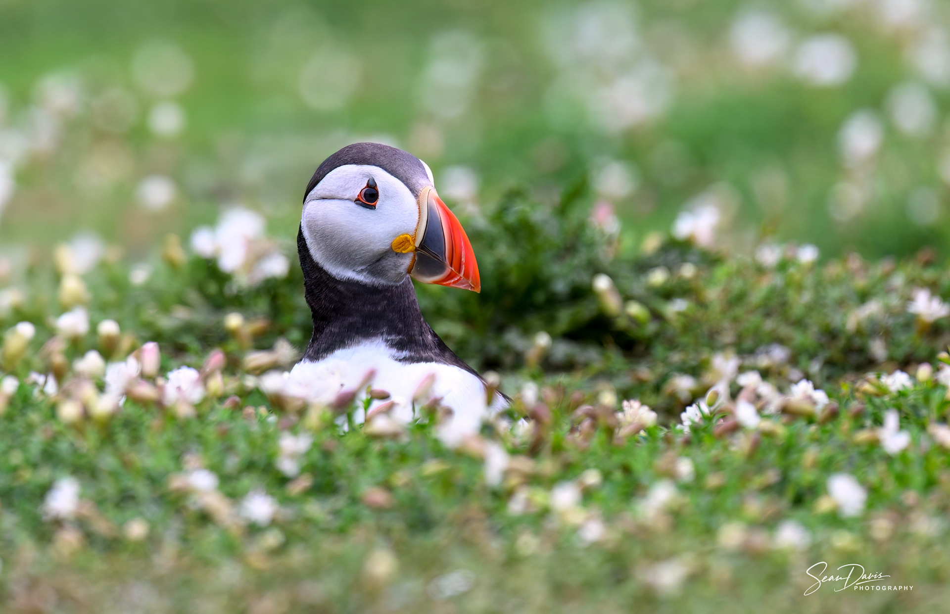 Puffin