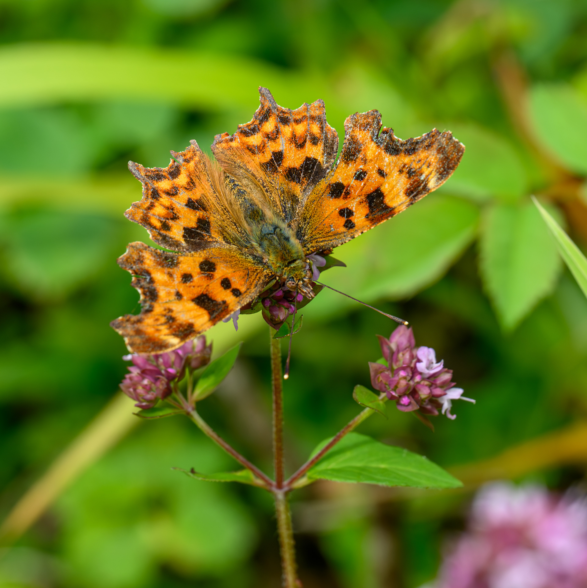 Comma