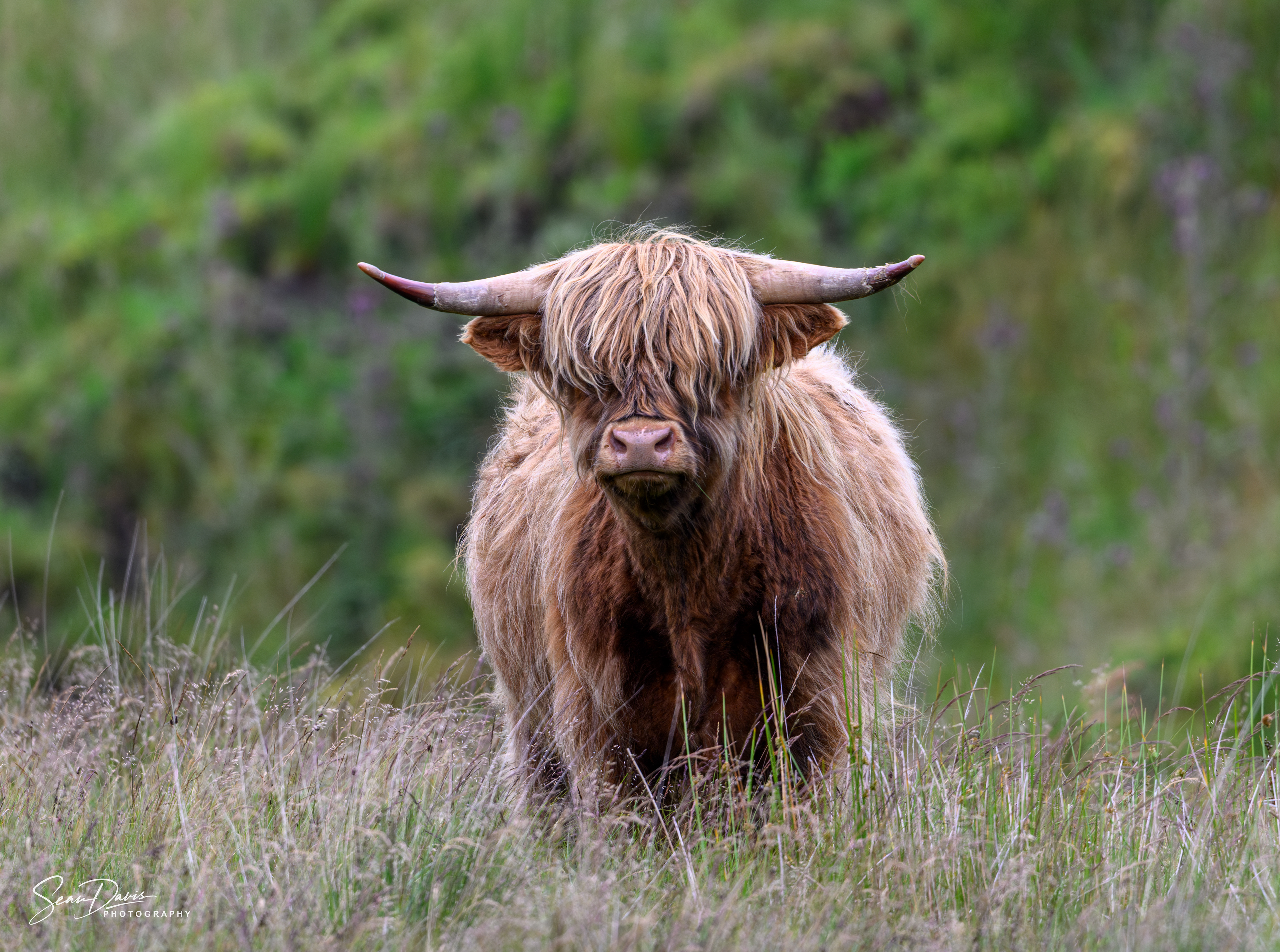 Highland Coo