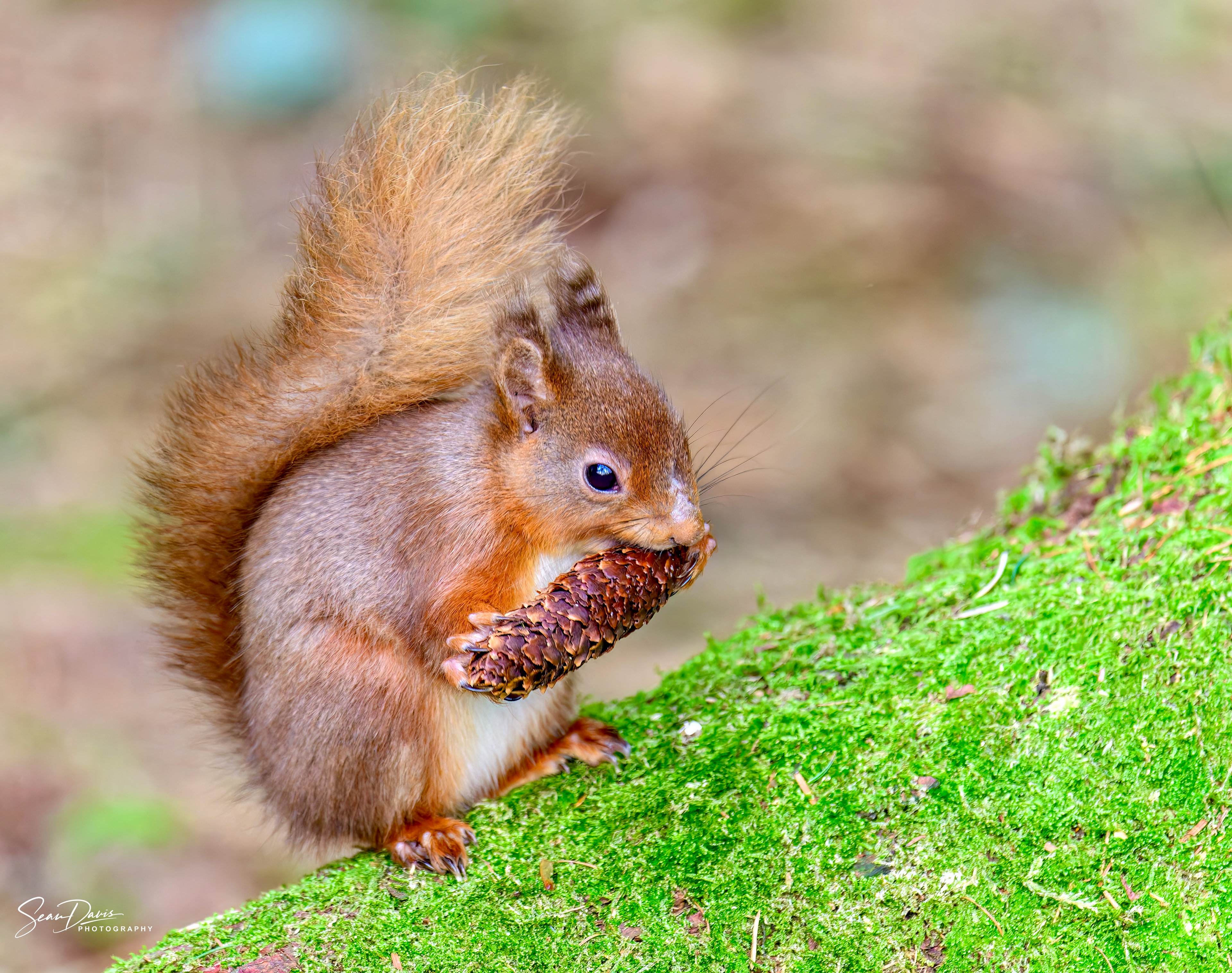 Red Squirrel