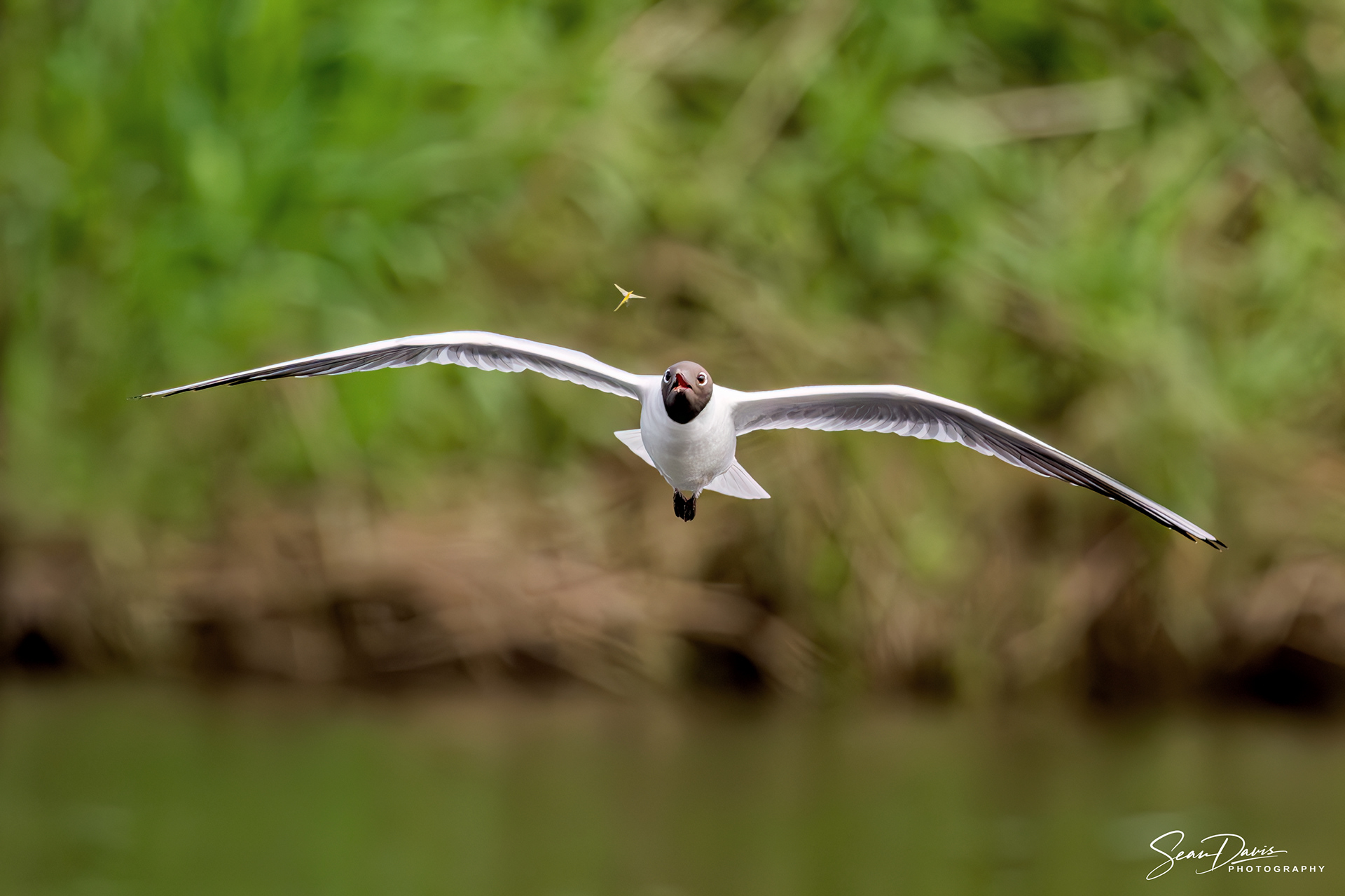 Black Headed Gull