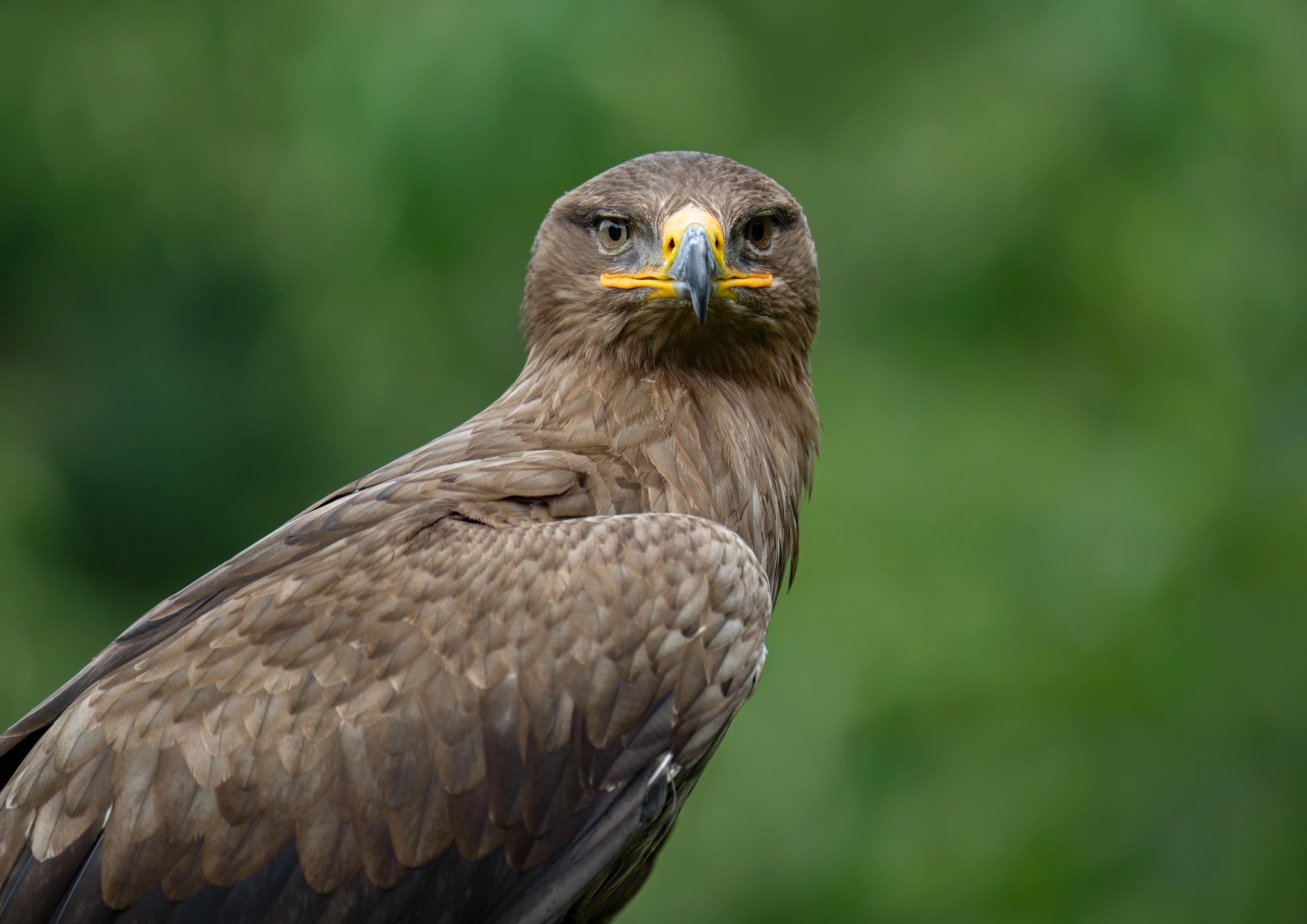 Steppe Buzzard