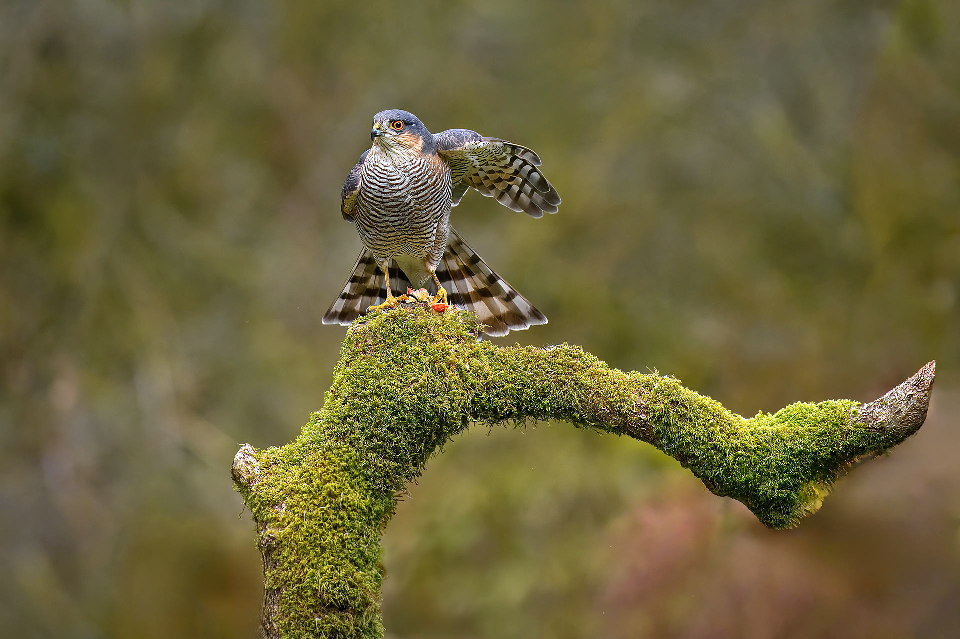 Sparrow Hawk