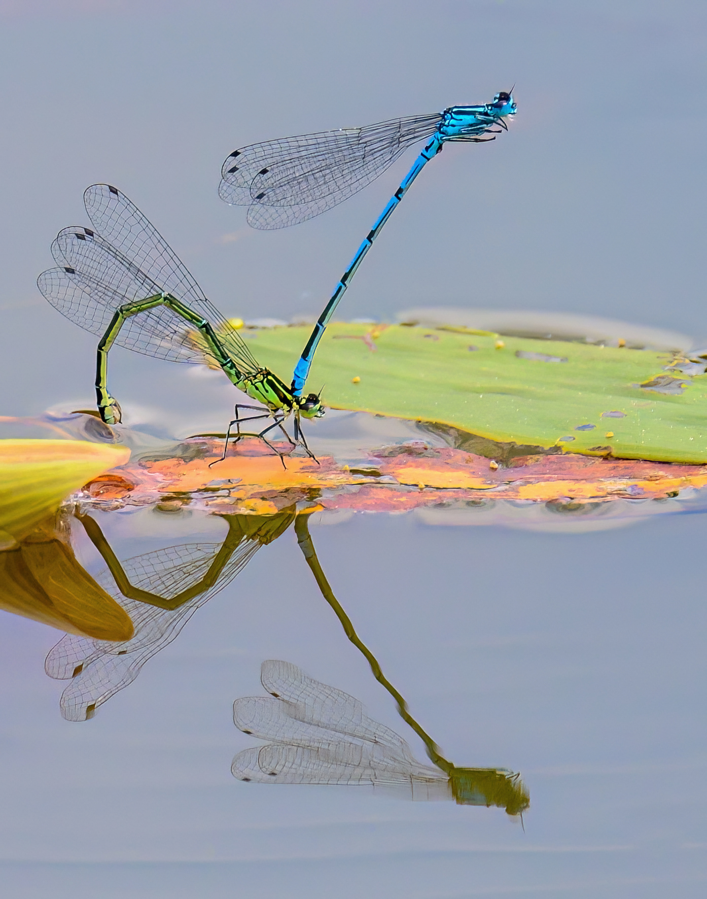 Azur Damslefly