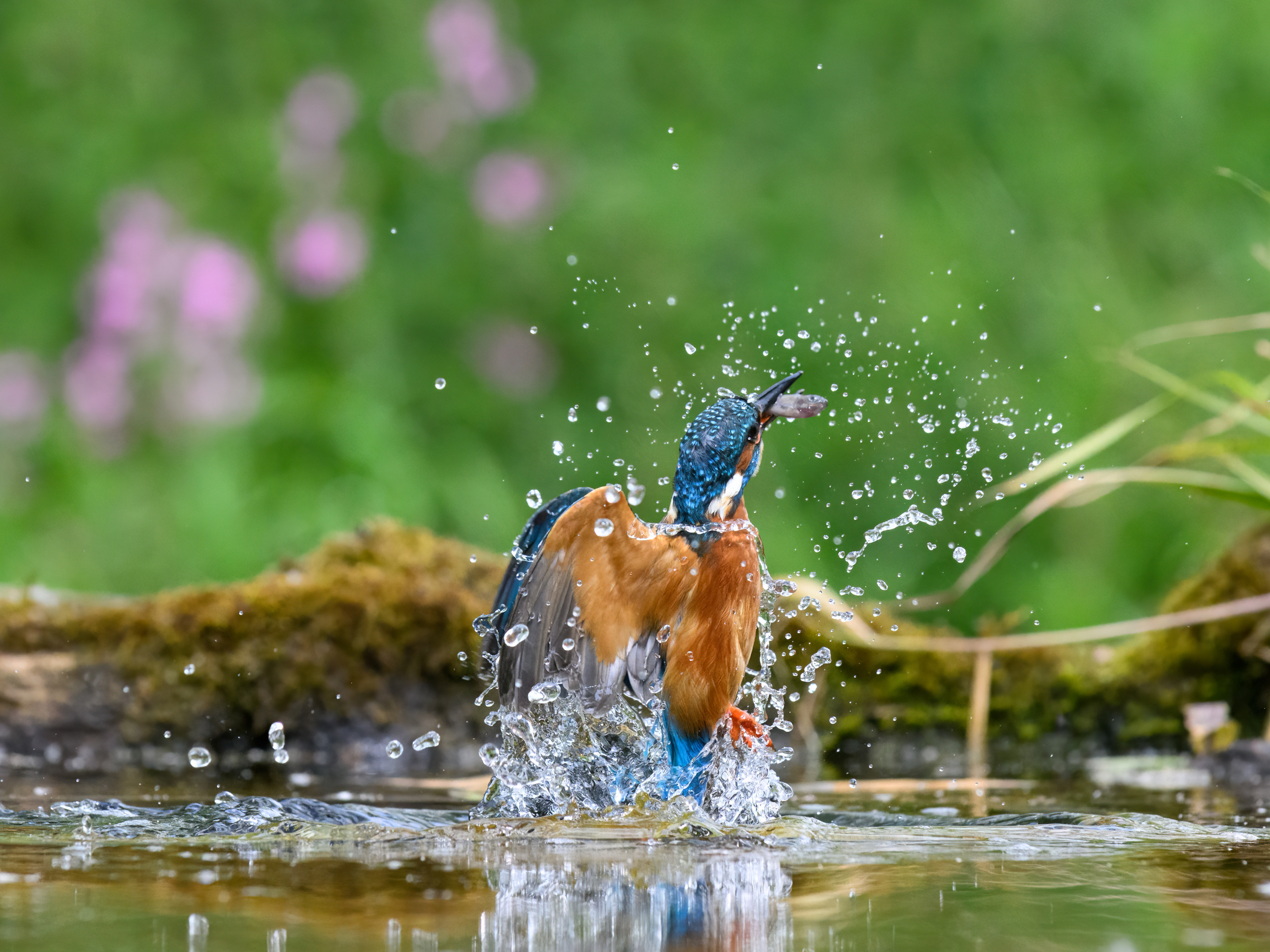 Common Kingfisher