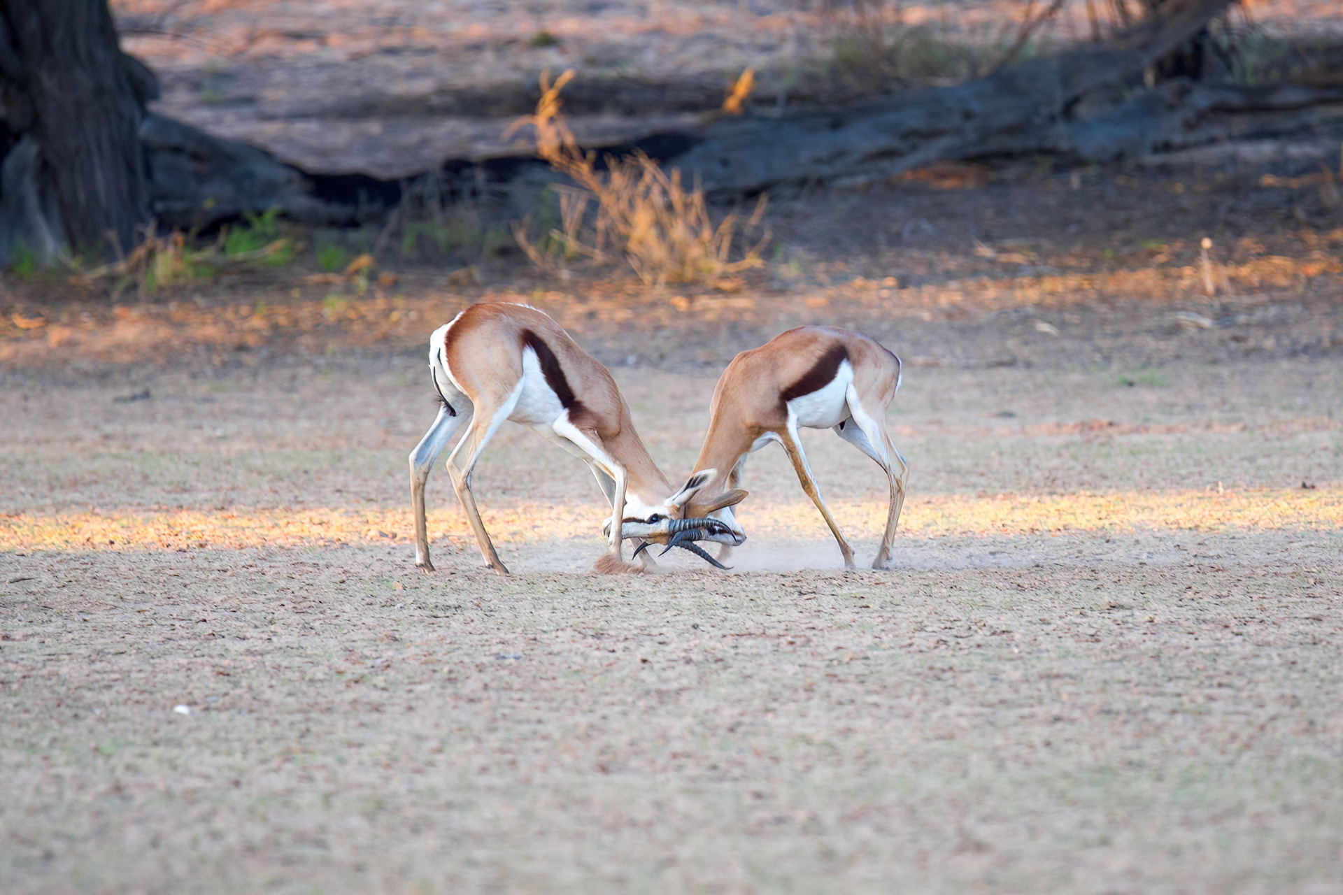 Male spingbok sparring