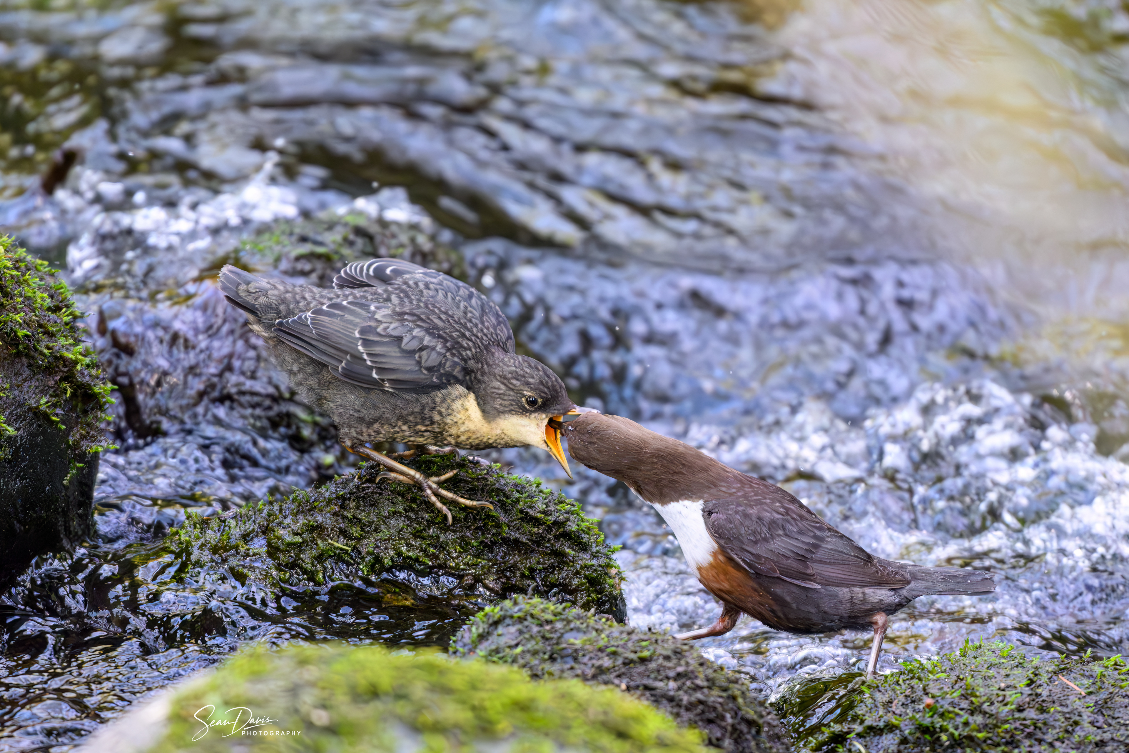 White Throated Dipper